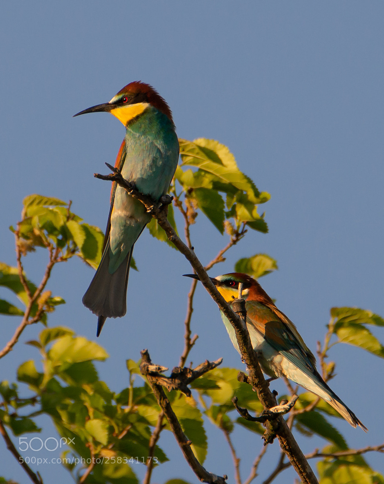Nikon D610 sample photo. Bee eaters. photography
