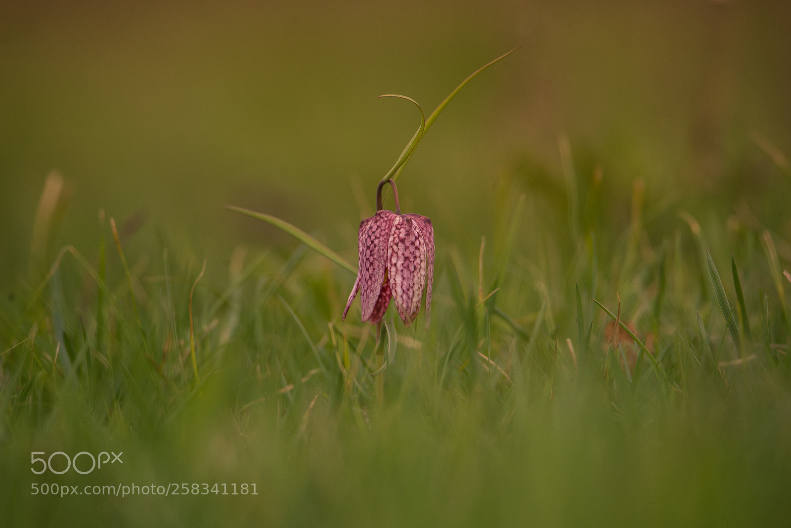 Nikon D610 sample photo. Checkered lily. photography