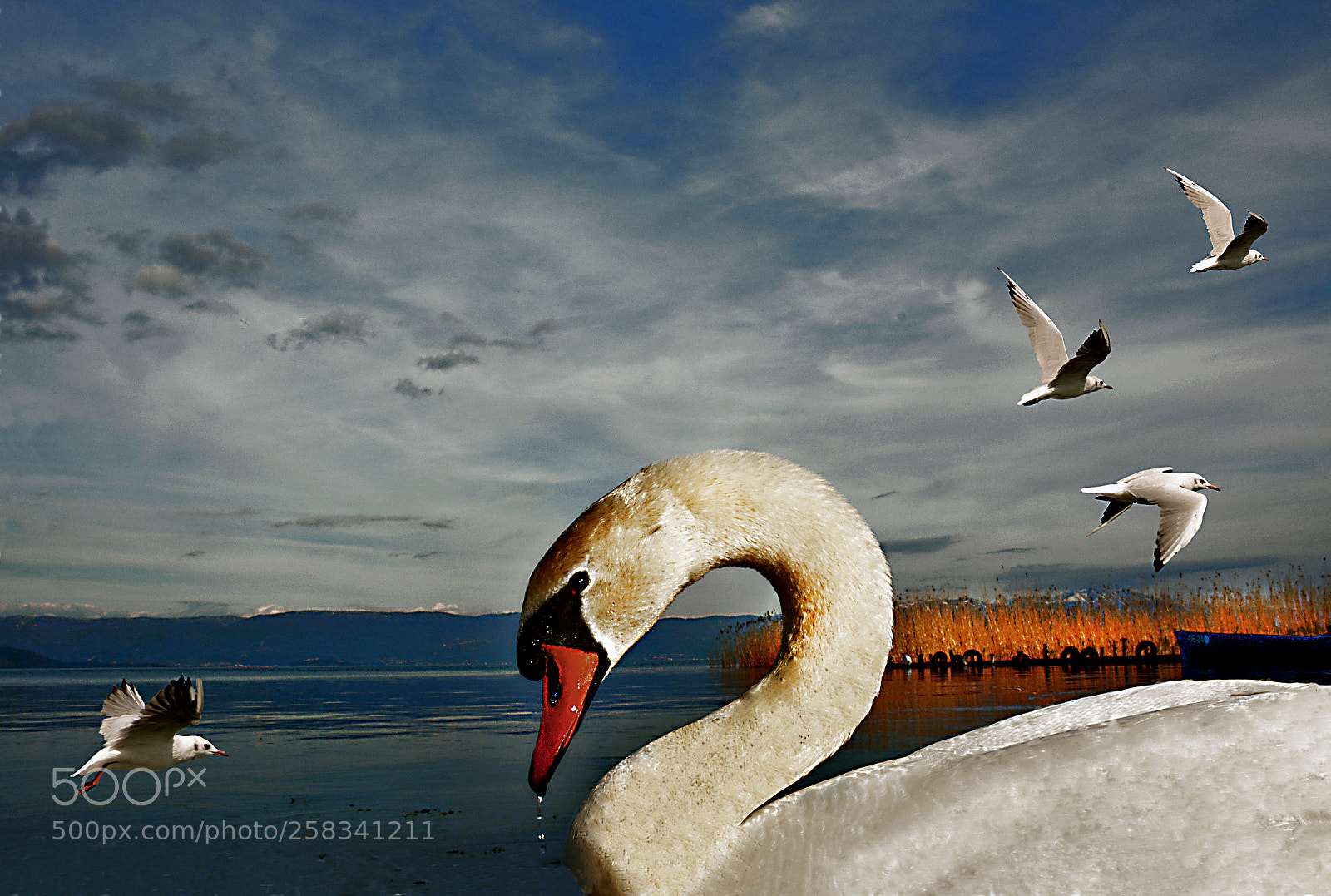 Nikon D5200 sample photo. Swan photography