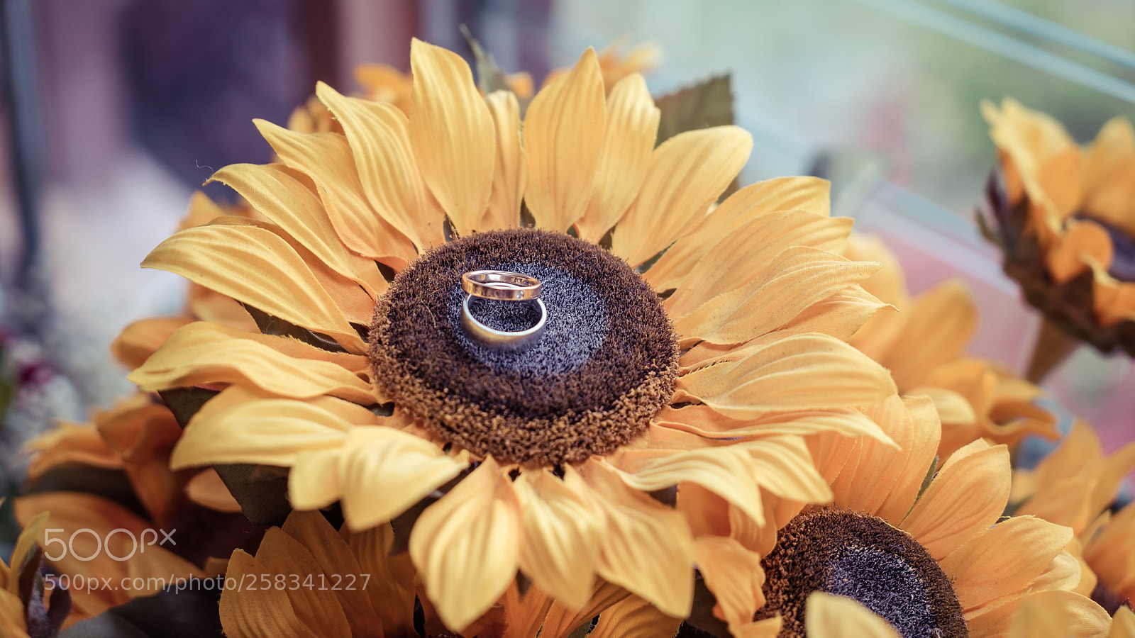 Sony a7S II sample photo. Dsc photography