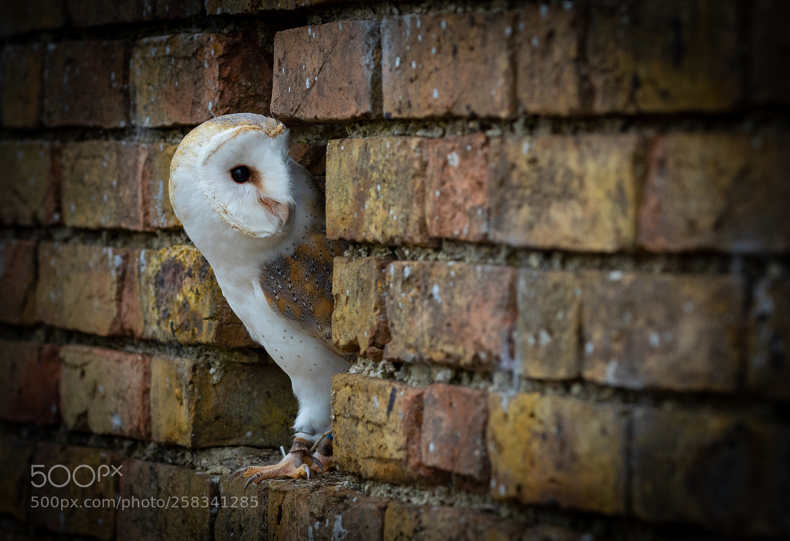 Canon EOS 7D Mark II sample photo. Barn owl (tyto alba) photography