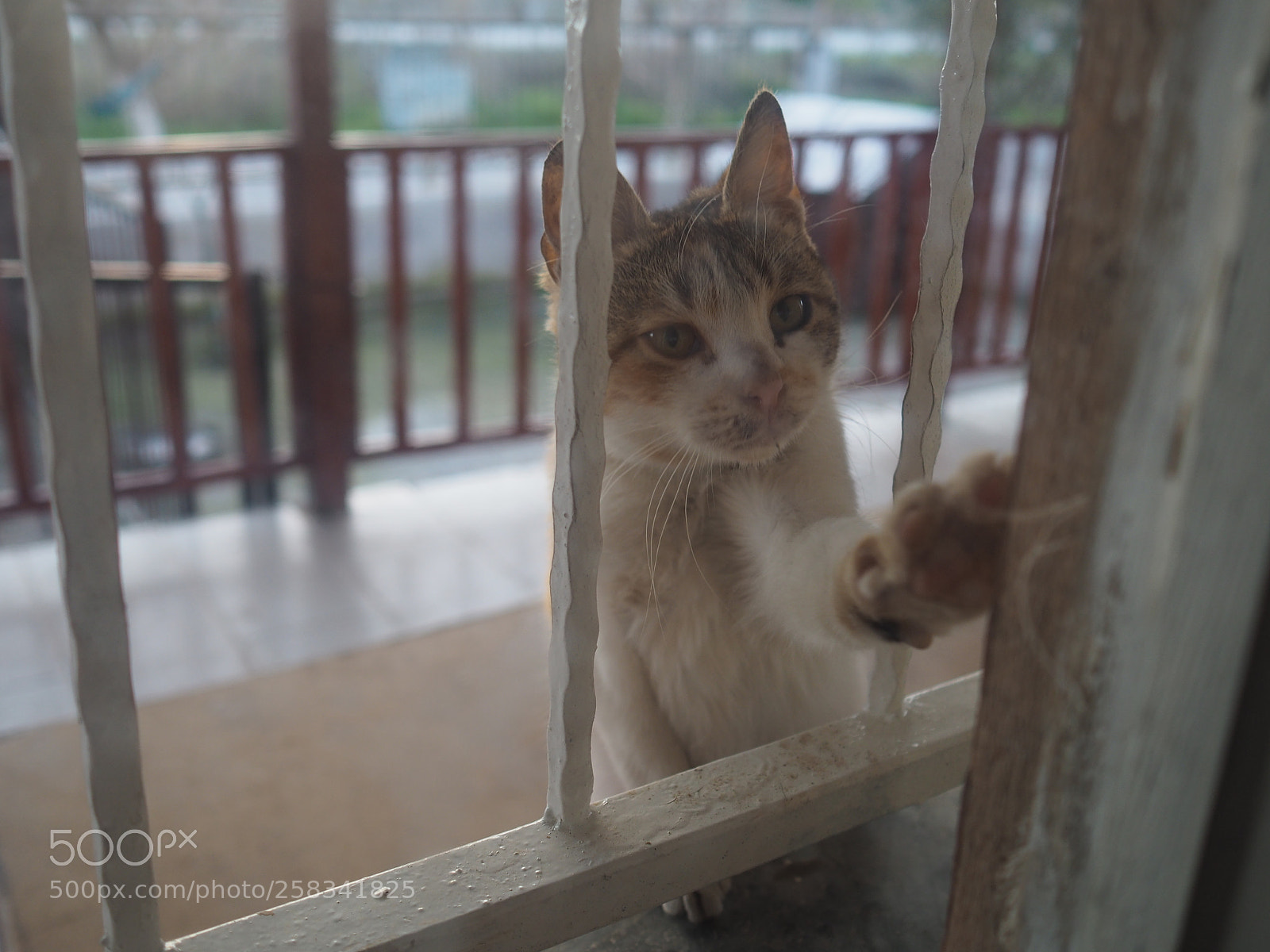 Olympus OM-D E-M10 II sample photo. Come back photography