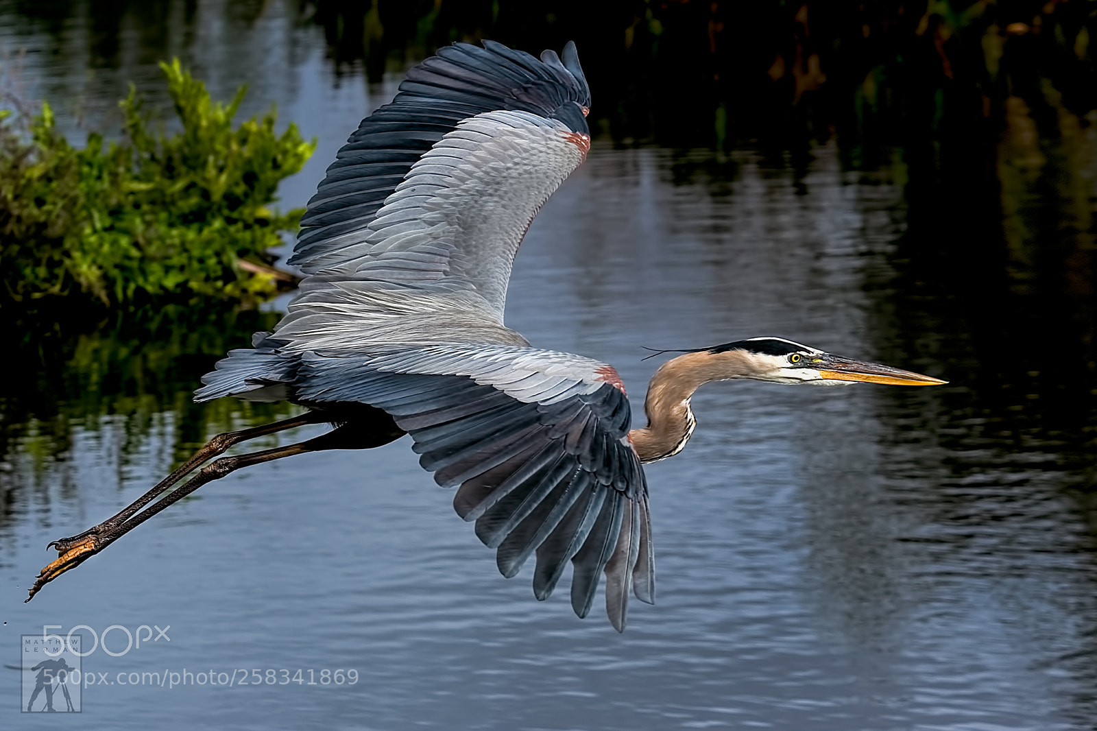 Nikon D810 sample photo. Big bird 1790 photography