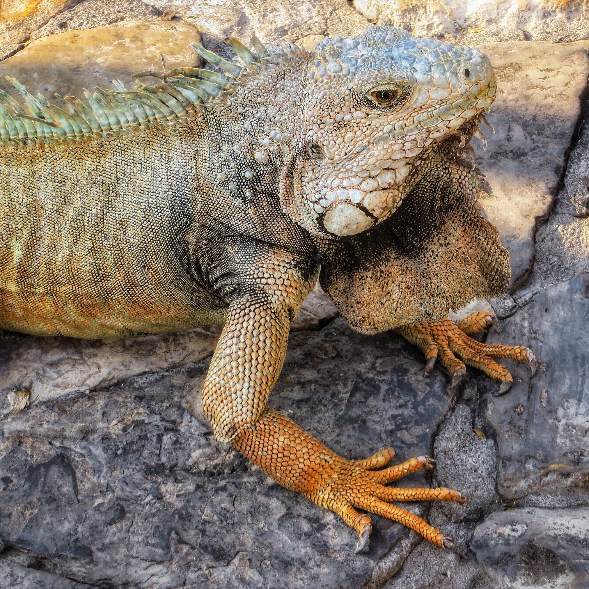Canon PowerShot SX280 HS sample photo. Green iguana photography