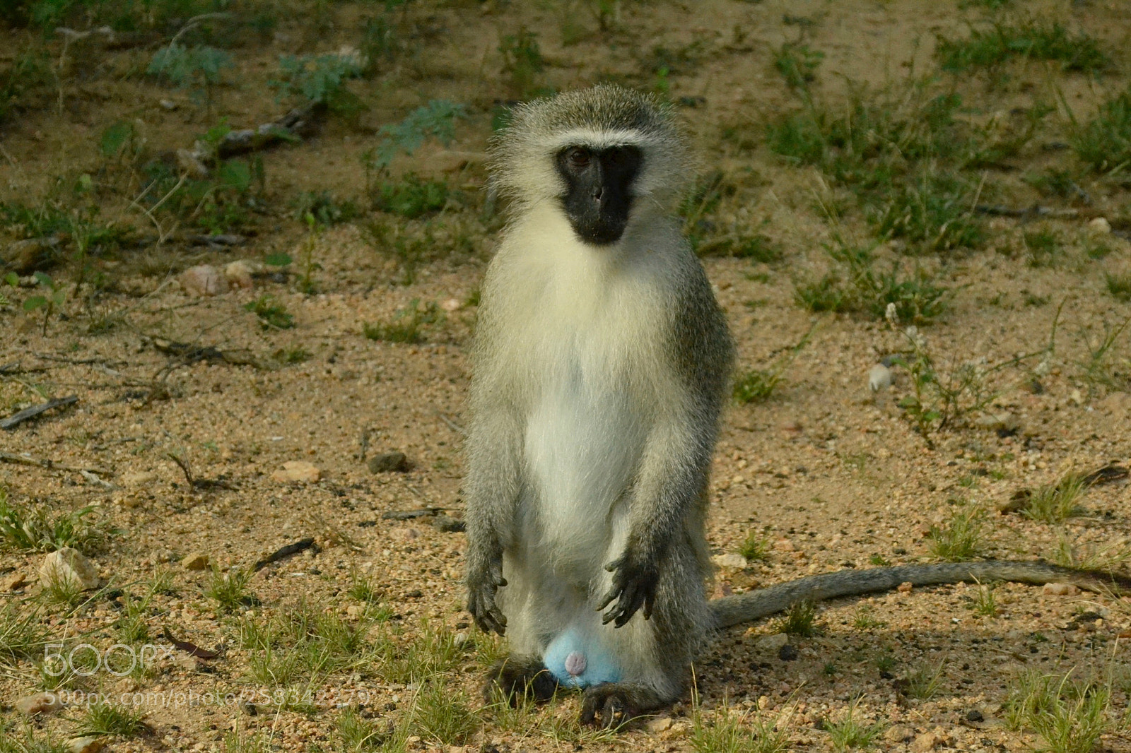 Nikon D3100 sample photo. Vervet monkey showing off photography