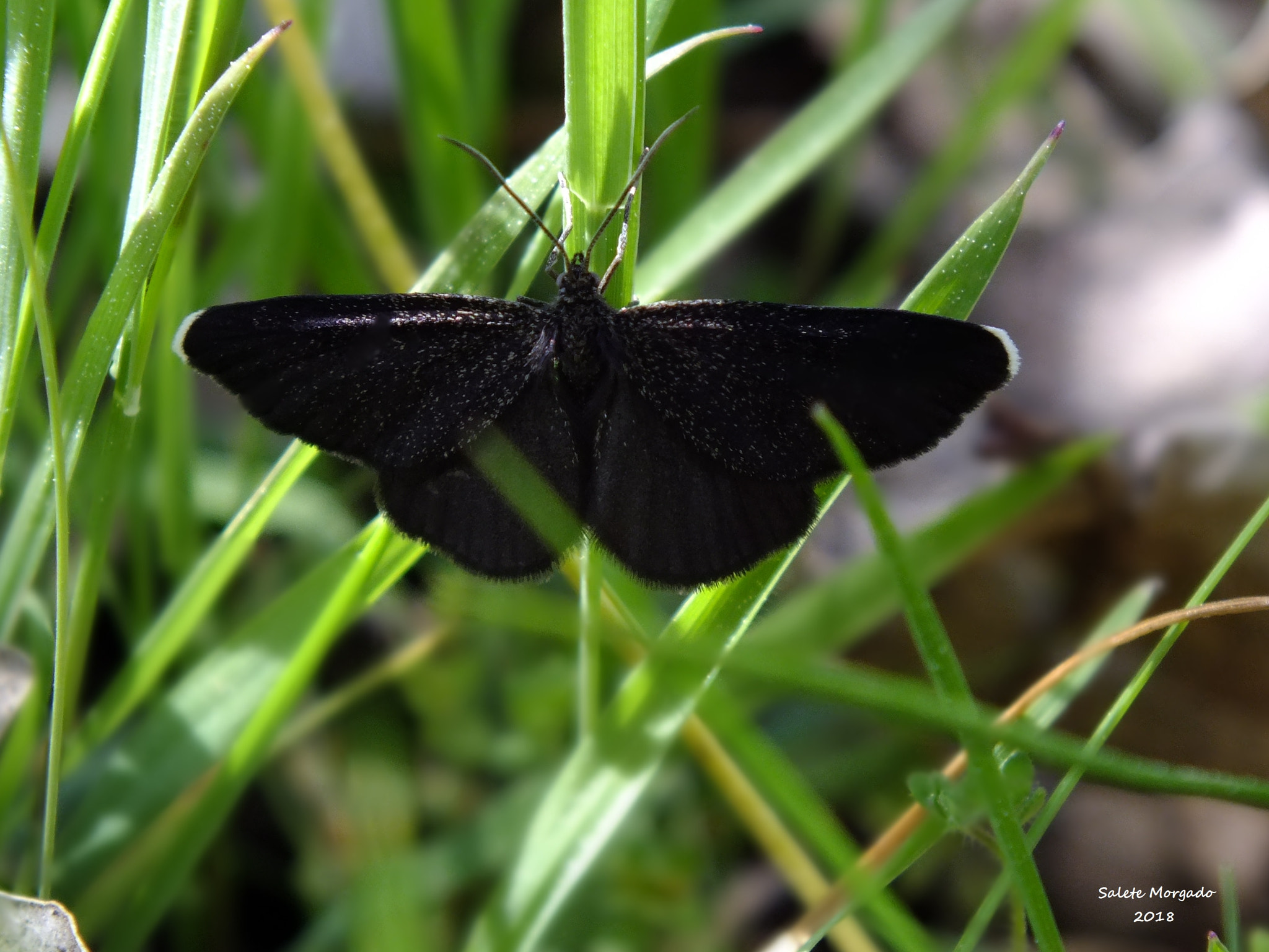 Fujifilm FinePix HS30EXR sample photo. Borboleta odezia atrata photography