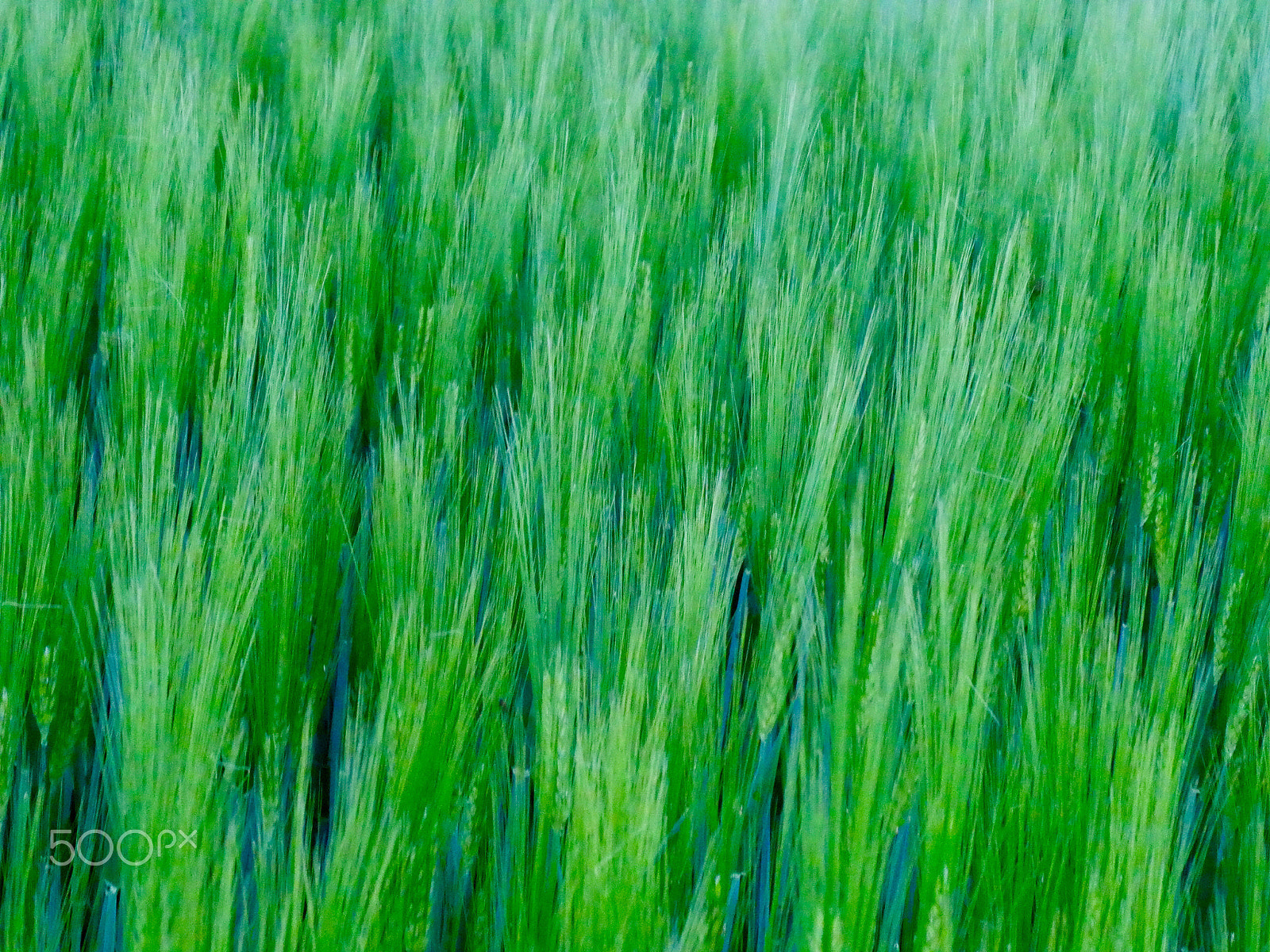 Panasonic DC-TZ91 sample photo. Field i photography
