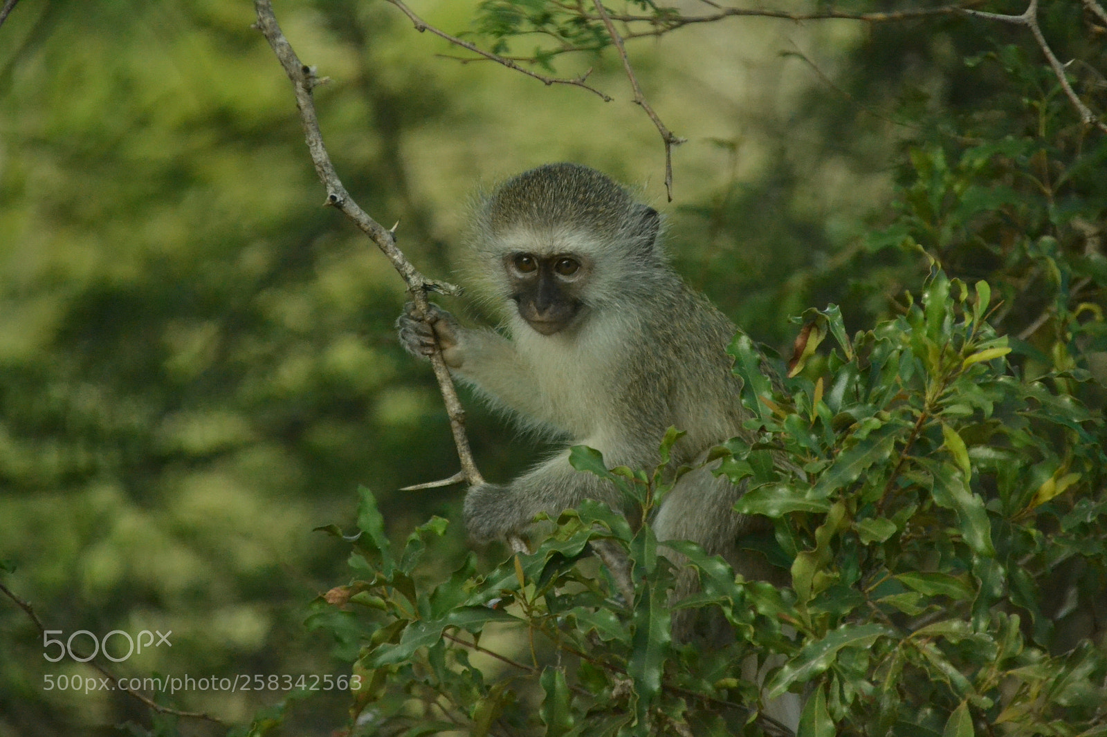Nikon D3100 sample photo. Baby vervet monkey climbing photography