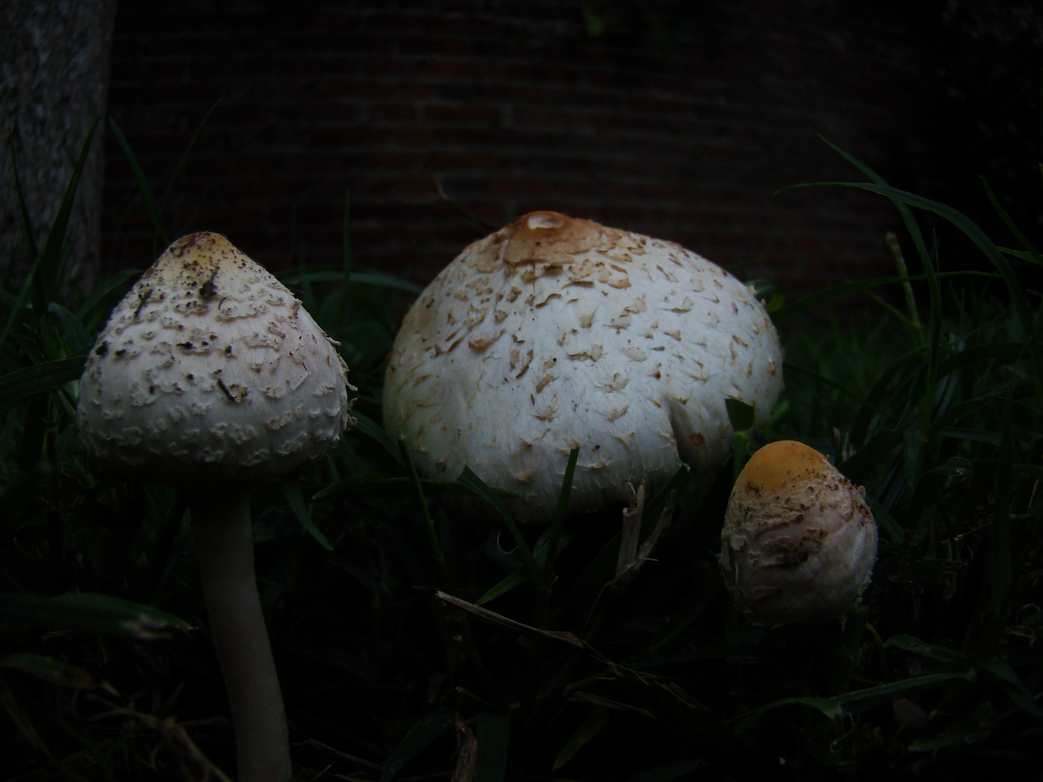 Sony DSC-H7 sample photo. Macrolepiota procera photography