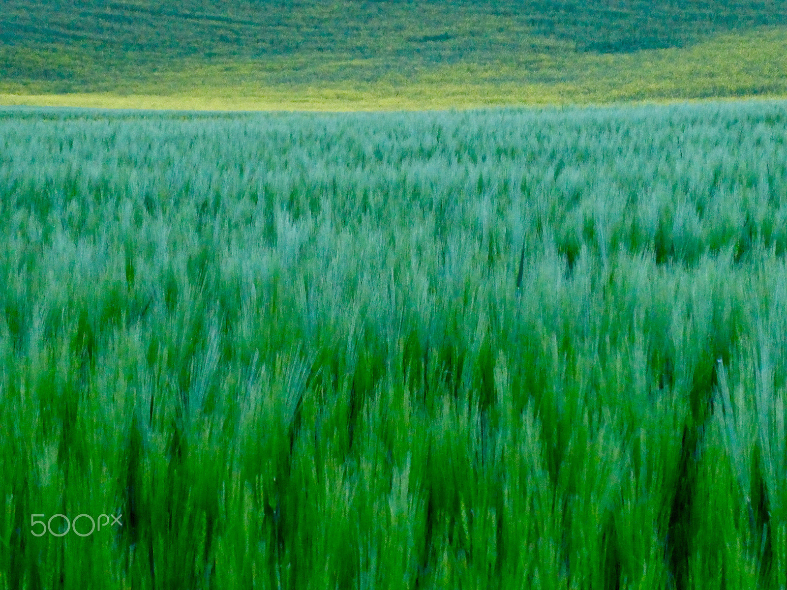 Panasonic DC-TZ91 sample photo. Field ii photography