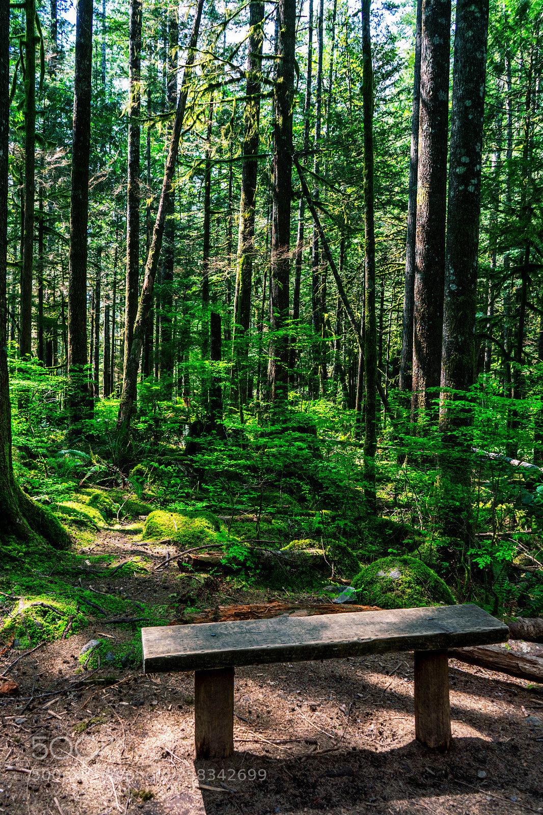 Sony a7 II sample photo. Trees photography