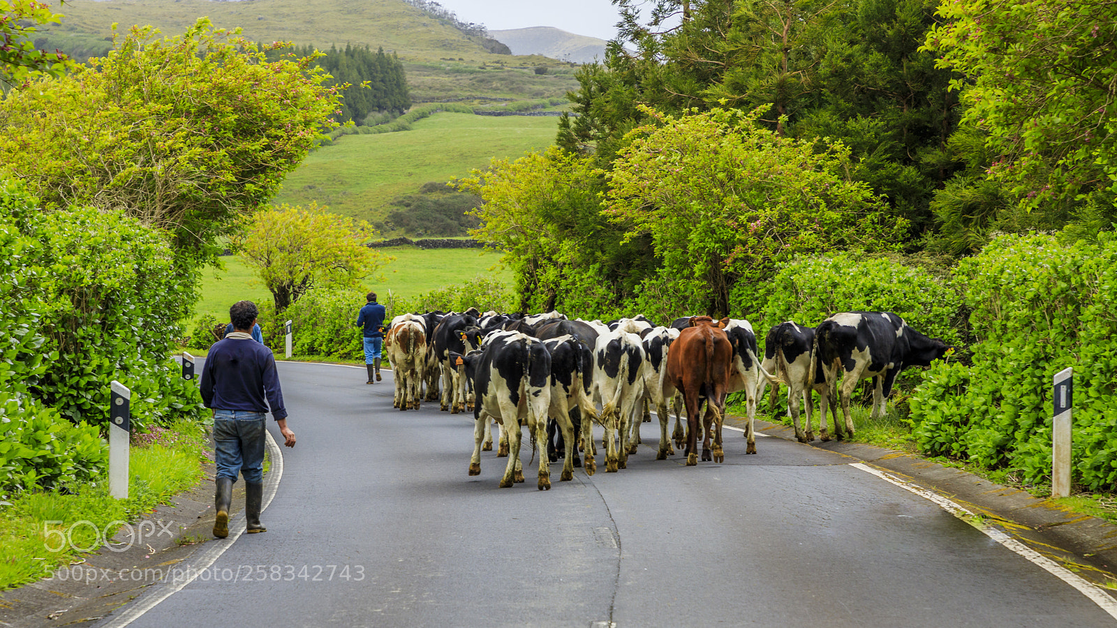 Canon EOS 5D Mark IV sample photo. A ores-terceira-cows moving to photography