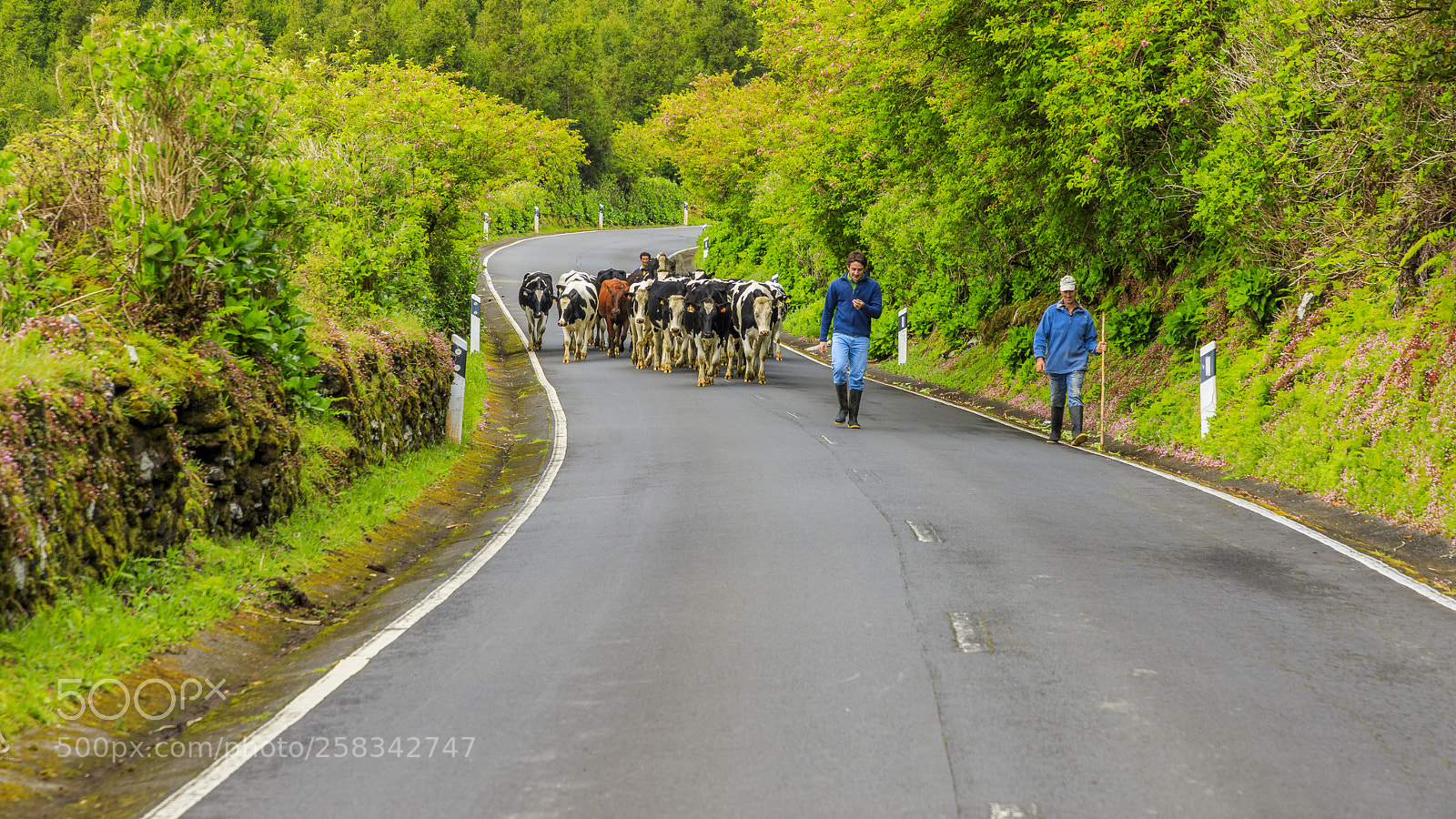 Canon EOS 5D Mark IV sample photo. A ores-terceira-cows moving to photography