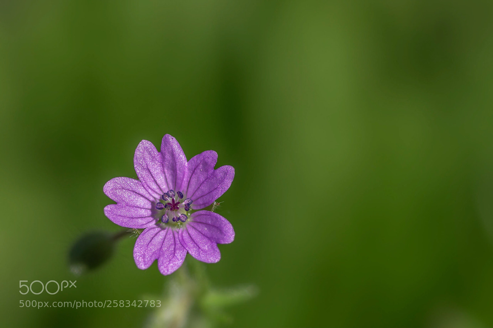 Pentax K-3 II sample photo. A little one photography