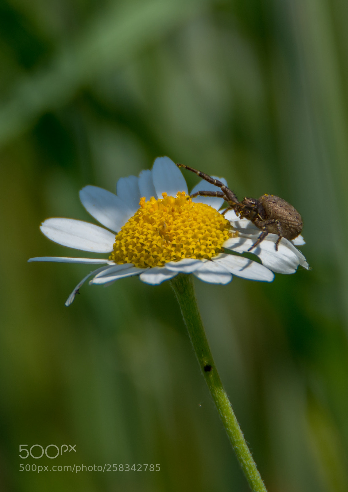 Nikon D610 sample photo. Just a macro. photography