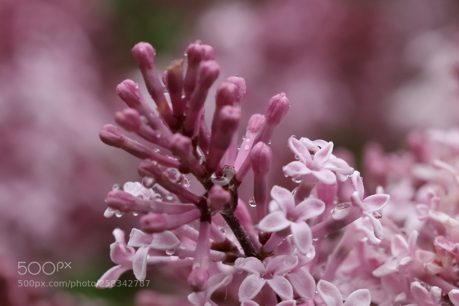 Canon EOS 80D sample photo. Untitled photography