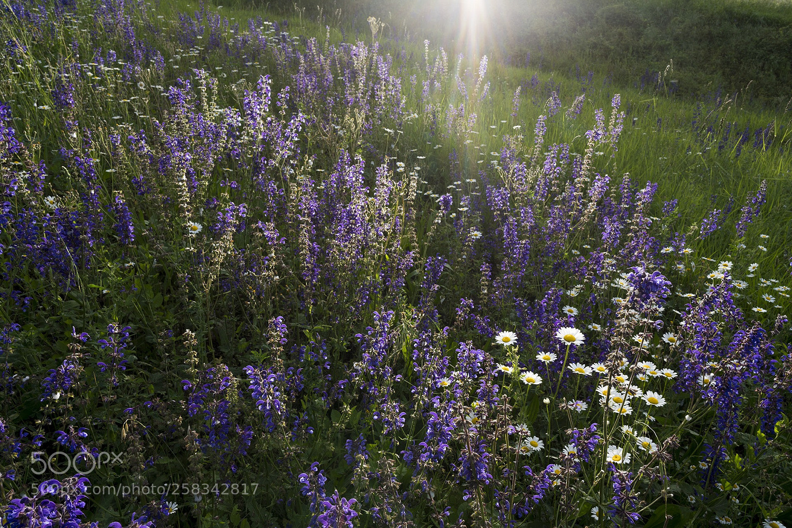 Sony a7R III sample photo. Spring has sprung  photography