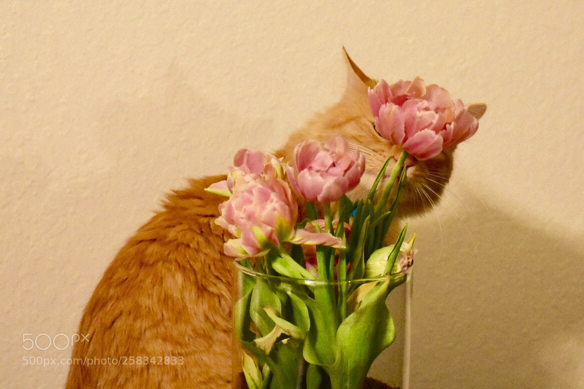 Nikon D3400 sample photo. Shhh!  i’m hiding. photography