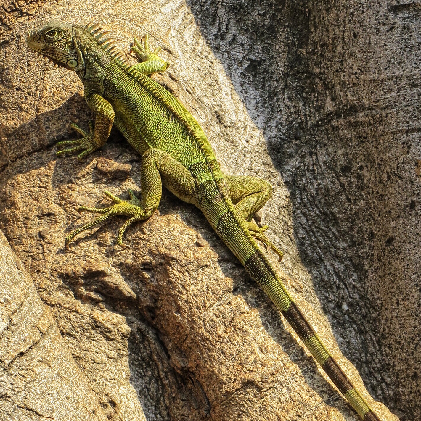 Canon PowerShot SX280 HS sample photo. Green iguana on tree photography
