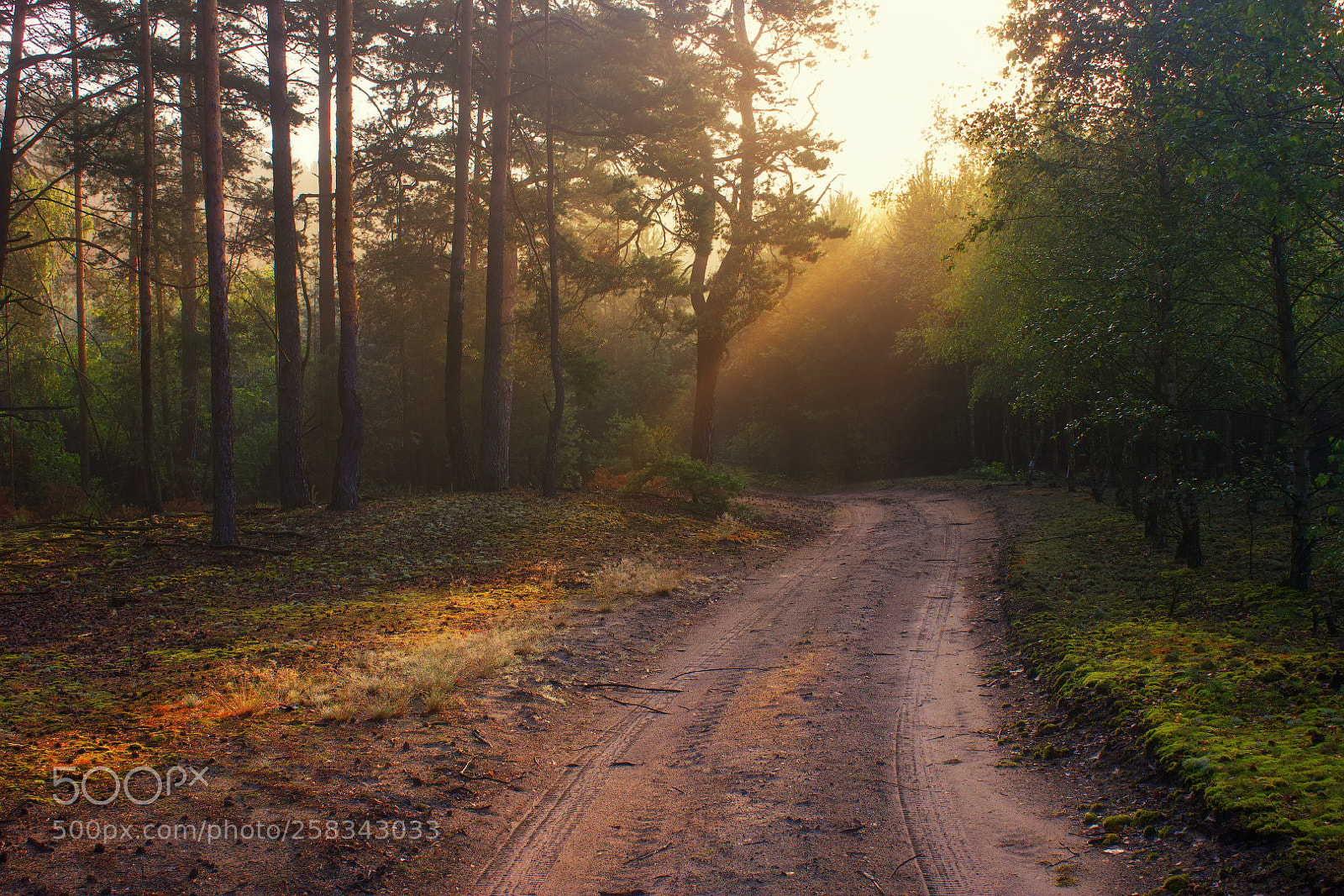 Canon EOS 550D (EOS Rebel T2i / EOS Kiss X4) sample photo. Sunlight in the forest photography