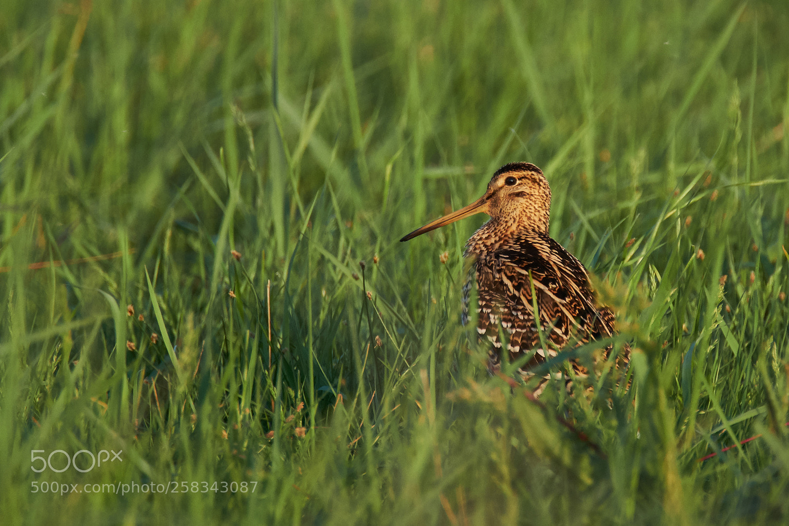 Fujifilm X-T2 sample photo. Great snipe photography