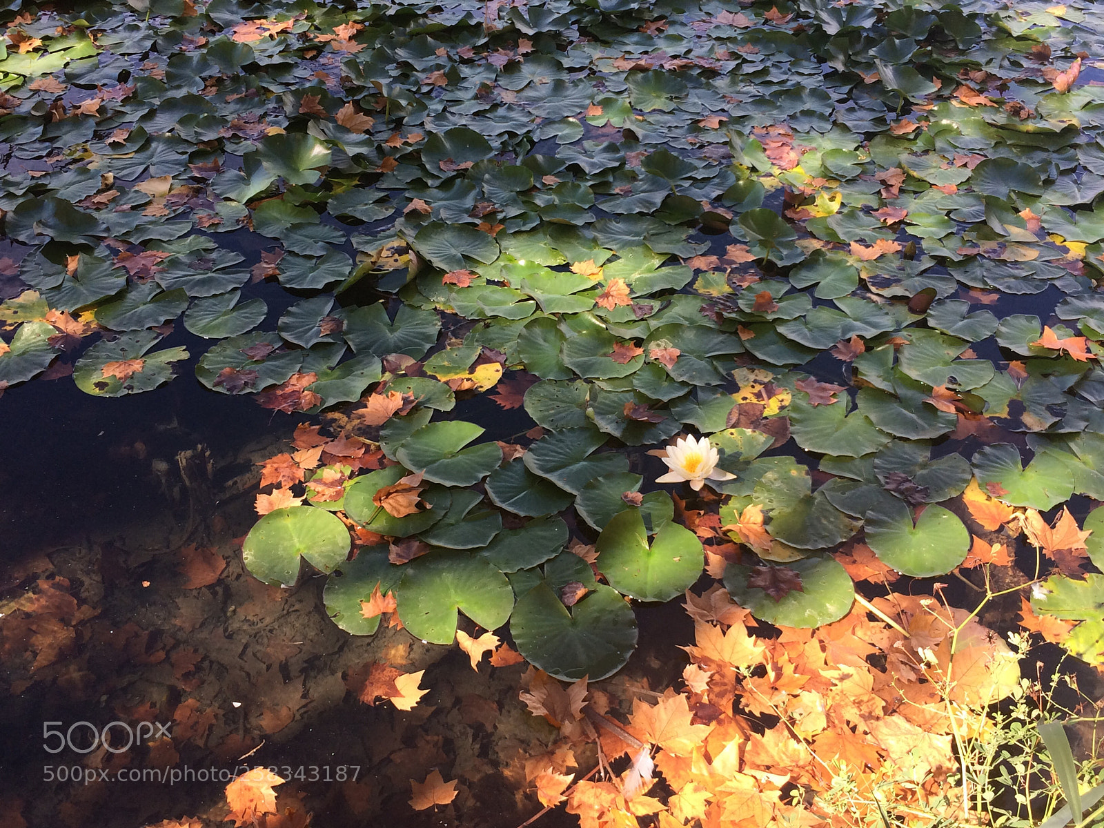 Apple iPhone 5s sample photo. Untitled photography