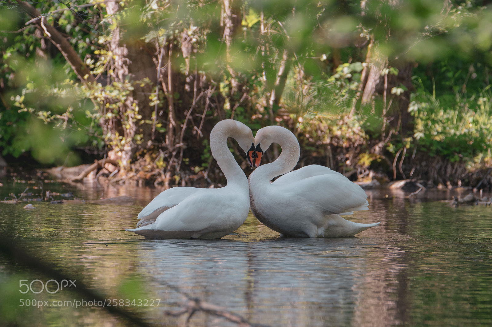 Nikon D610 sample photo. Swan love. photography