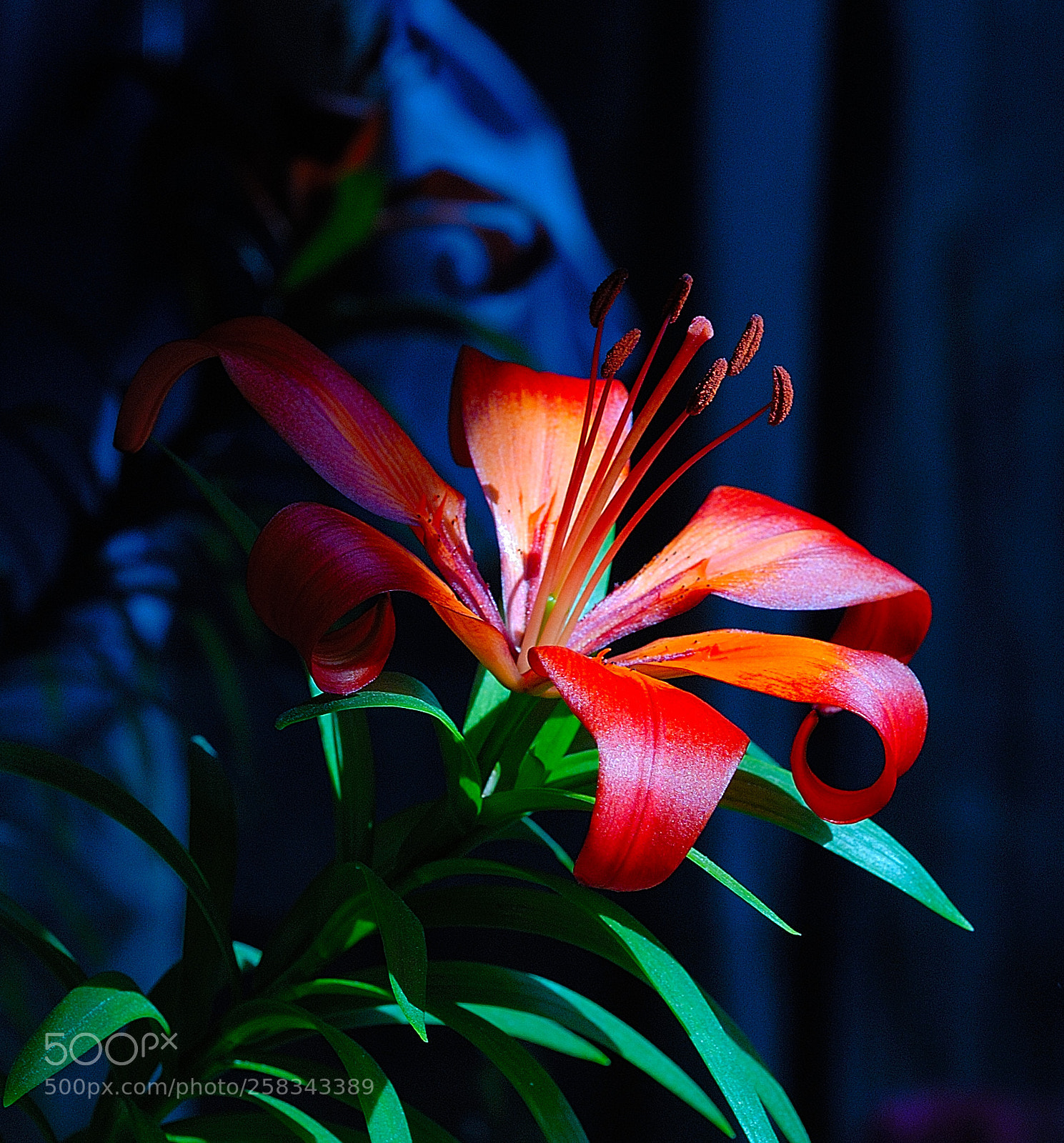 Nikon D200 sample photo. Belleza photography