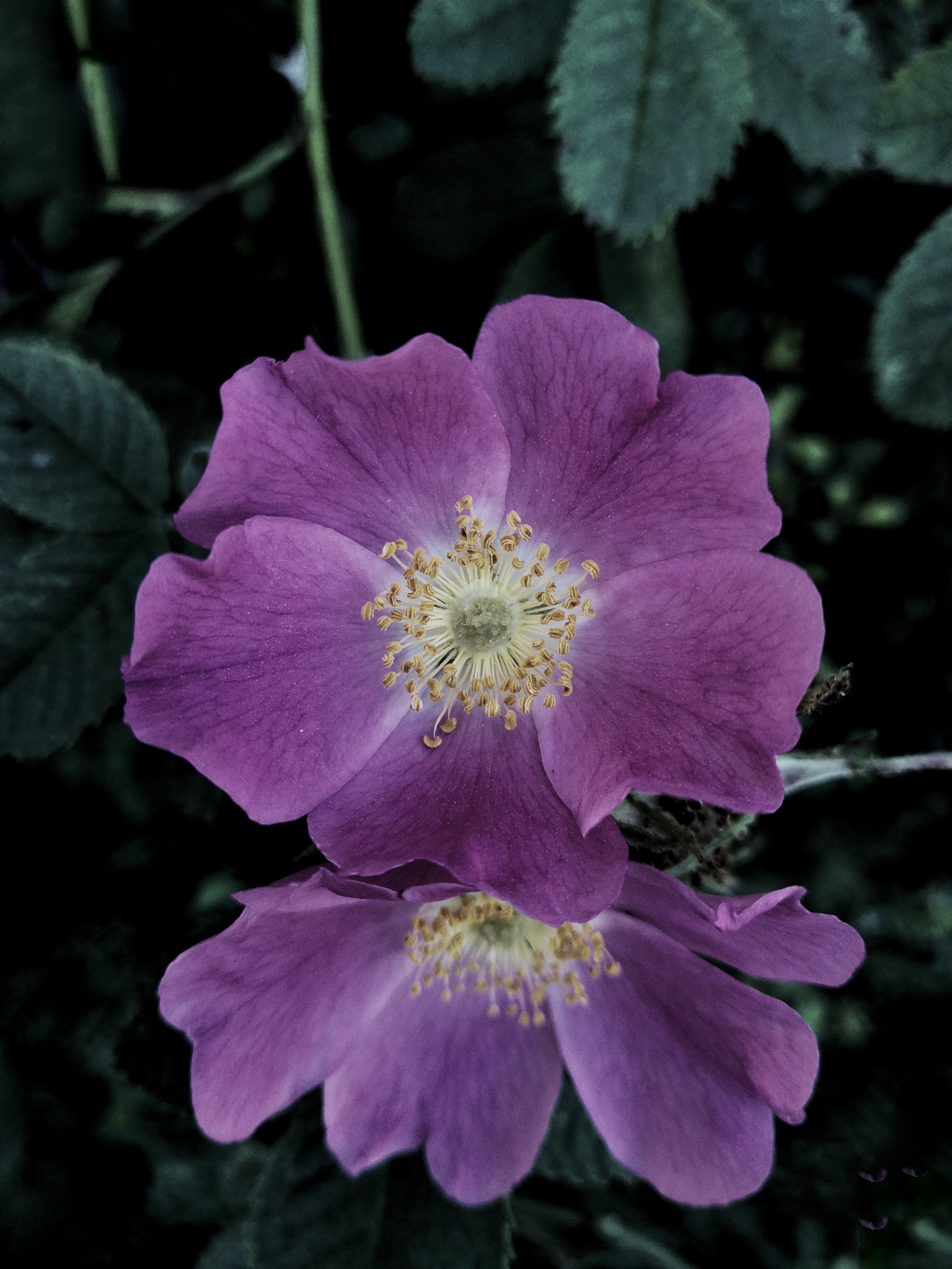 HUAWEI P10 Plus sample photo. Cornish wildflower photography