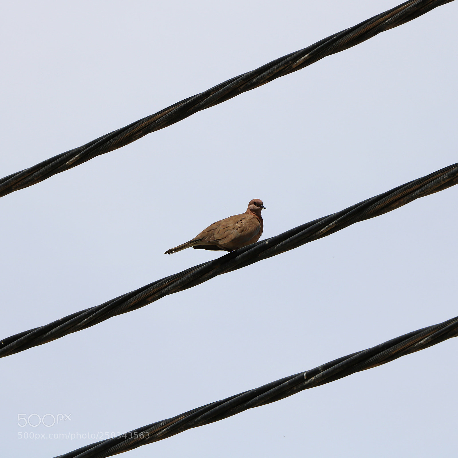 Canon EOS 750D (EOS Rebel T6i / EOS Kiss X8i) sample photo. Img photography
