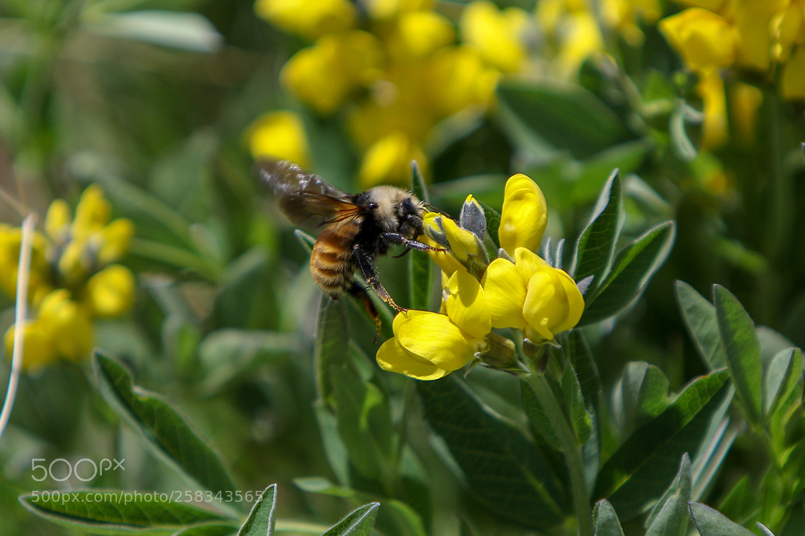 Canon EOS 7D Mark II sample photo. Busy bee photography