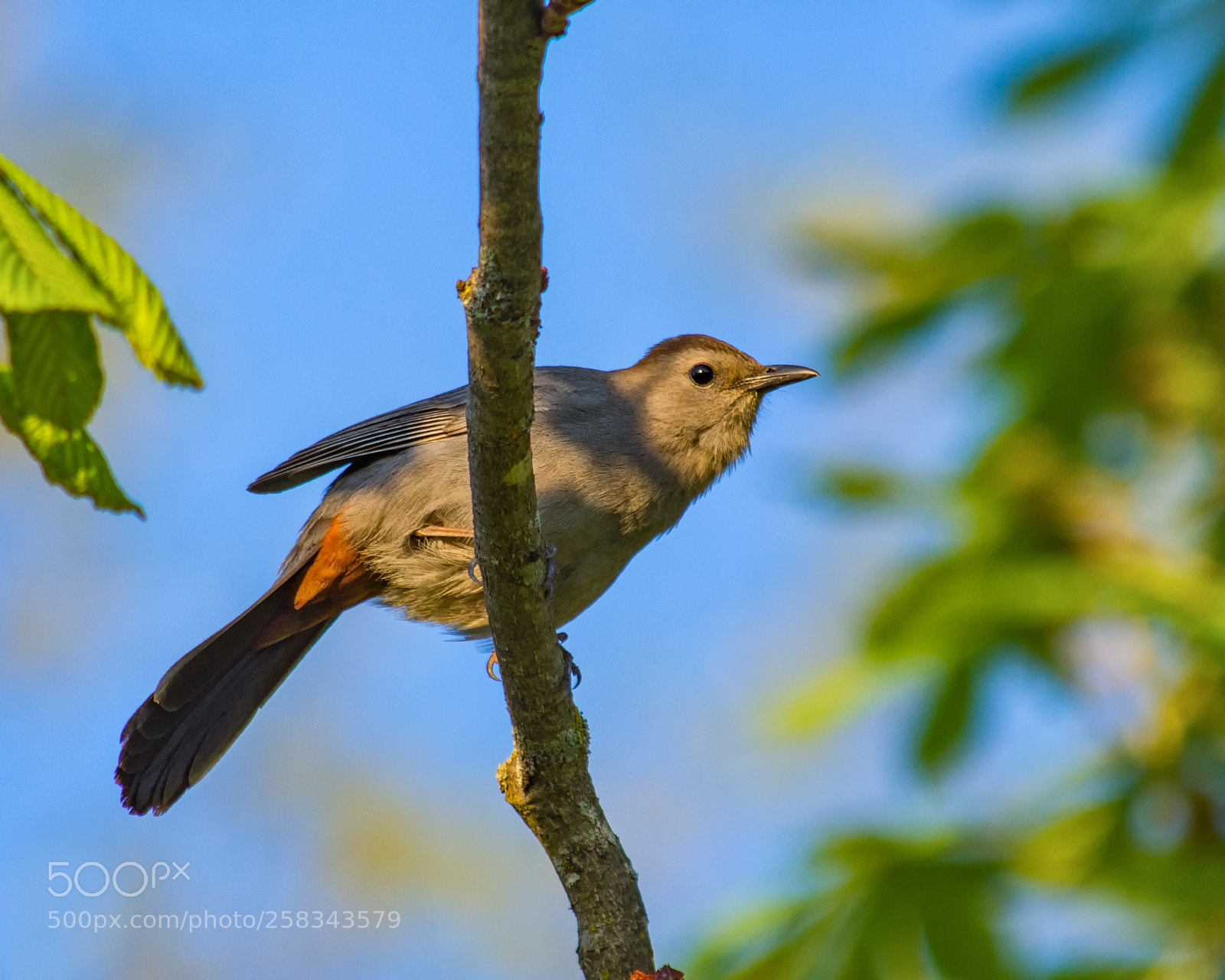 Nikon D7200 sample photo. Catbird in the morning photography