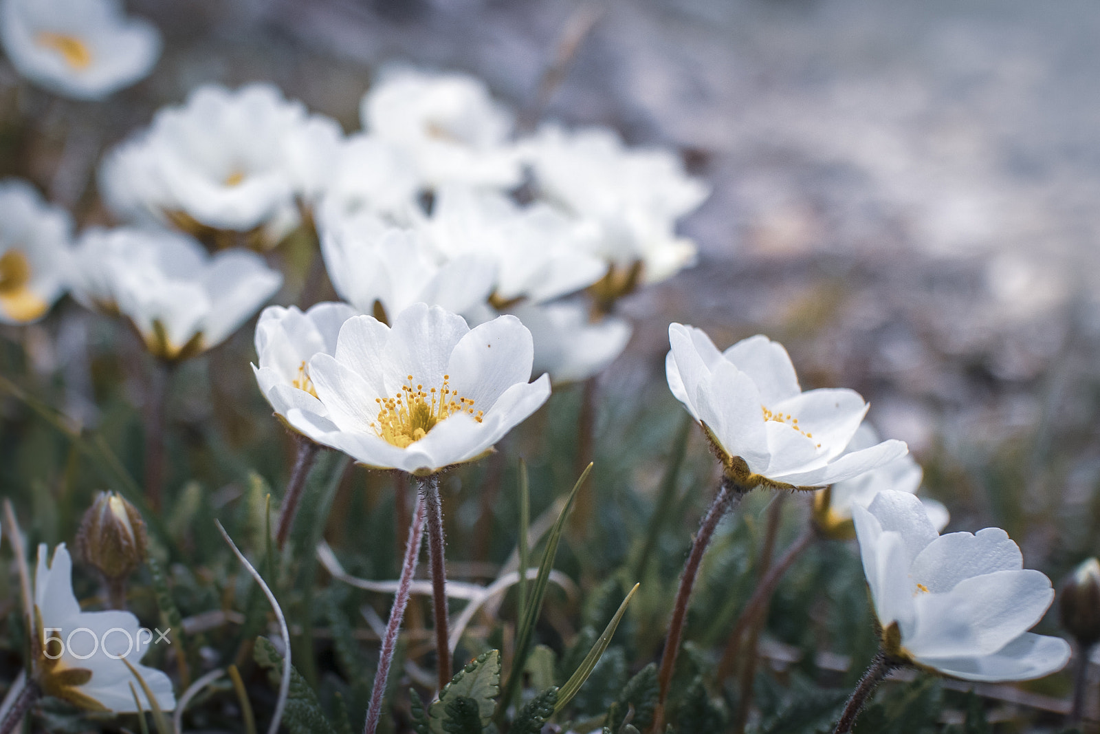 Canon EOS M6 sample photo. Weisse alpenanemone photography