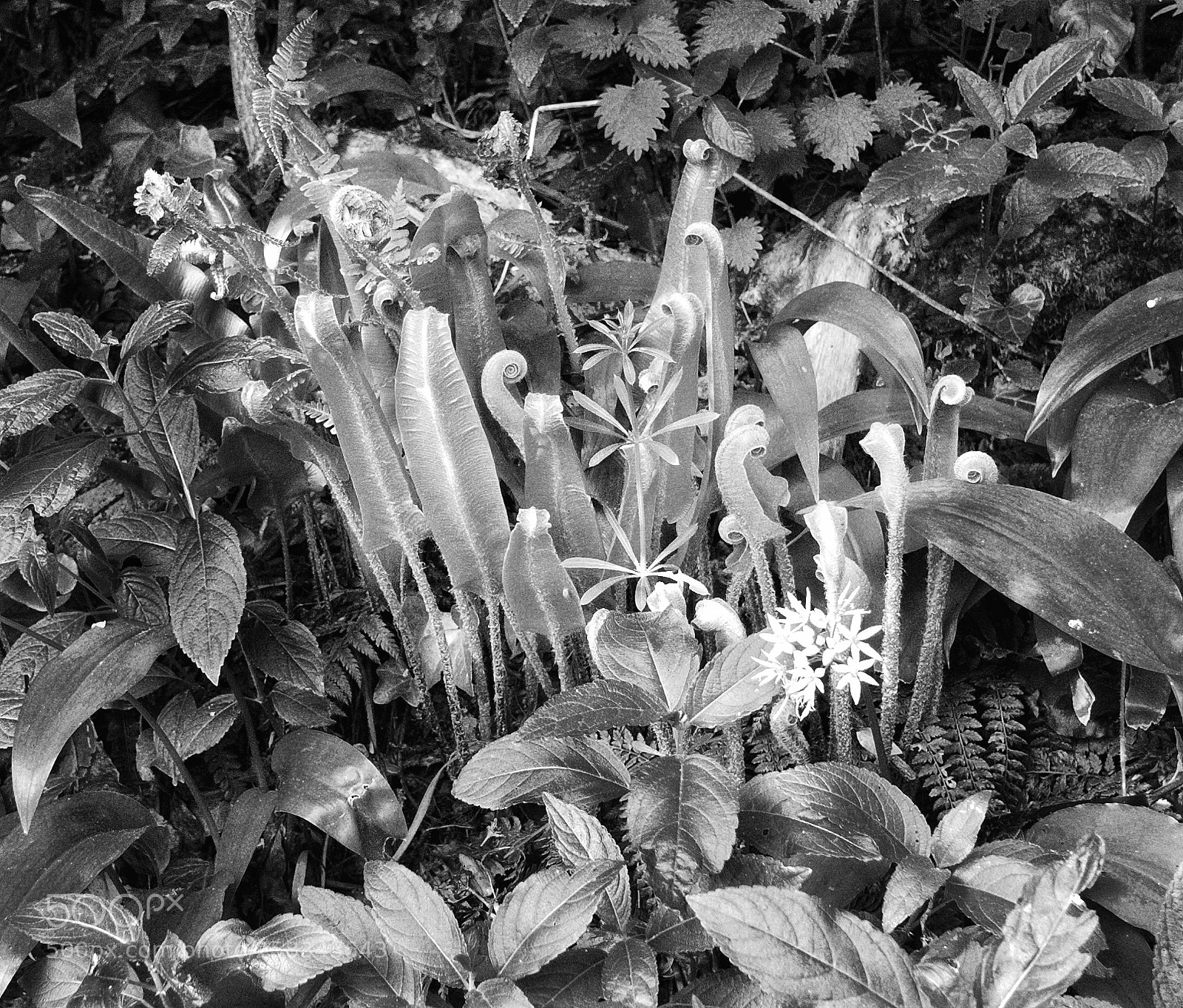 Panasonic Lumix DMC-LX100 sample photo. Ferns unfurling photography