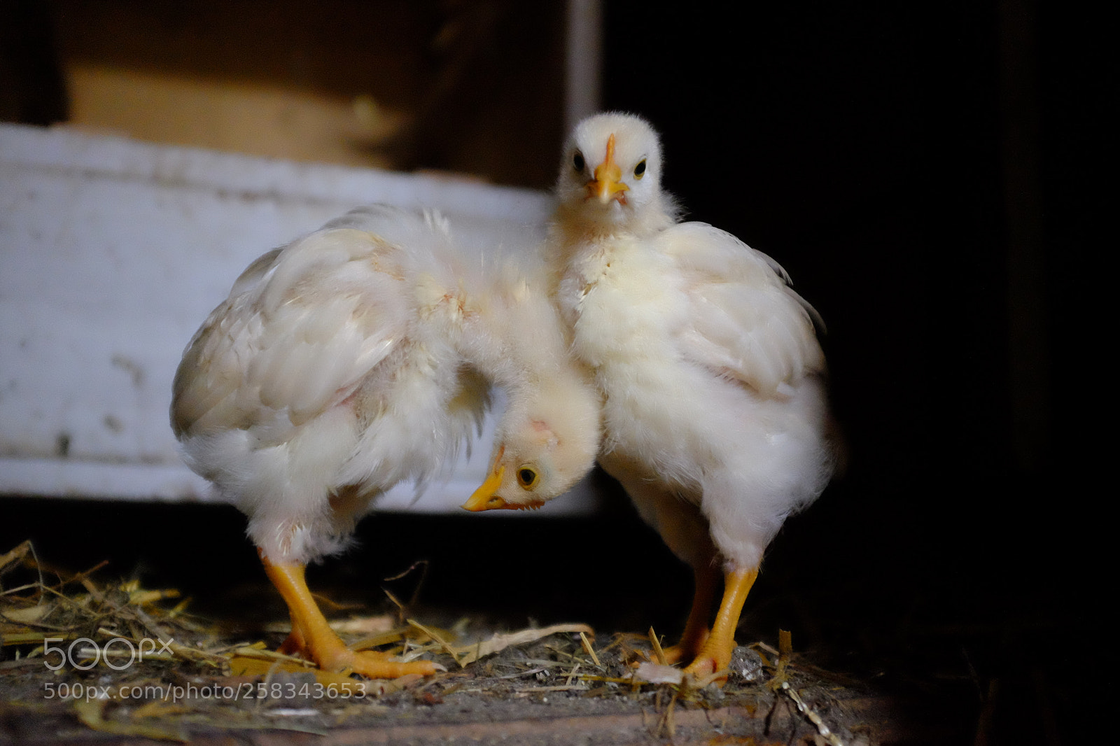 Fujifilm X100T sample photo. Chicken photography