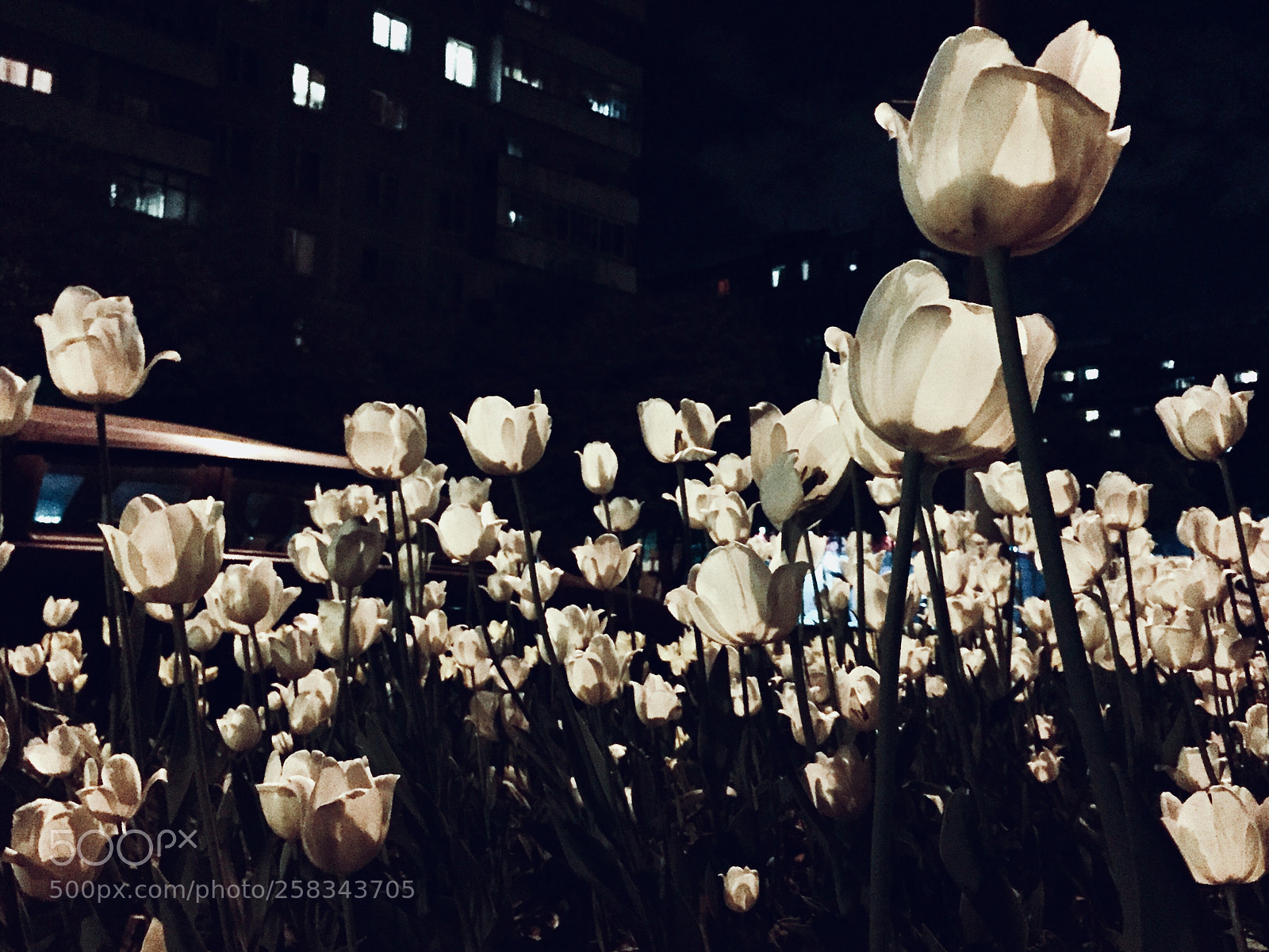 Apple iPhone 6 sample photo. Tulips in the night. photography