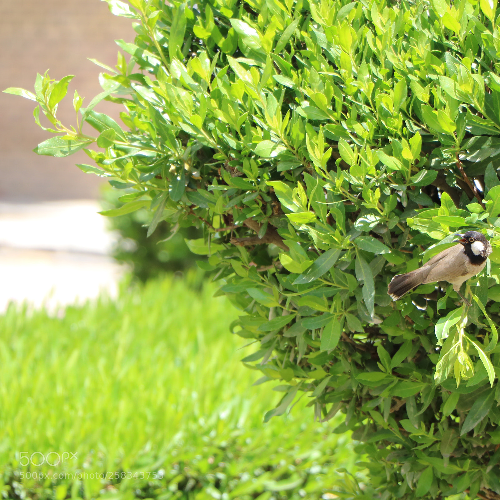 Canon EOS 750D (EOS Rebel T6i / EOS Kiss X8i) sample photo. Img photography