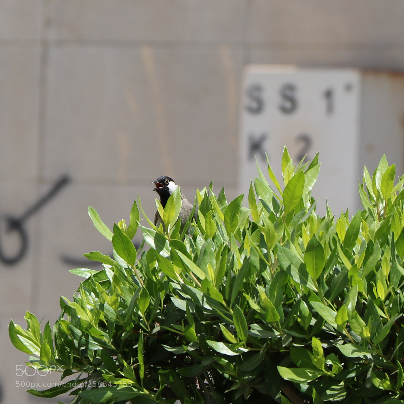 Canon EOS 750D (EOS Rebel T6i / EOS Kiss X8i) sample photo. Img photography