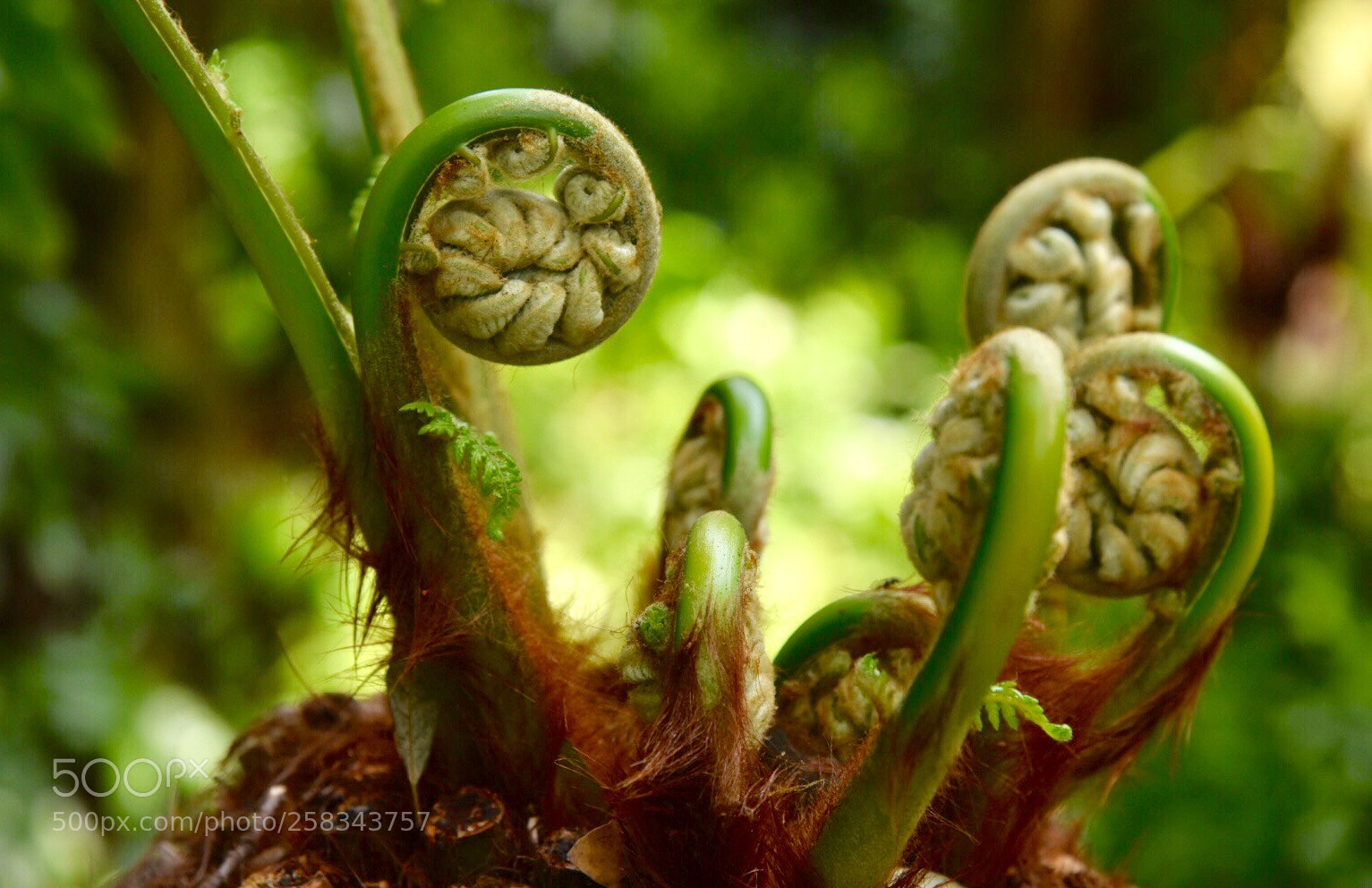 Nikon D750 sample photo. Fern photography