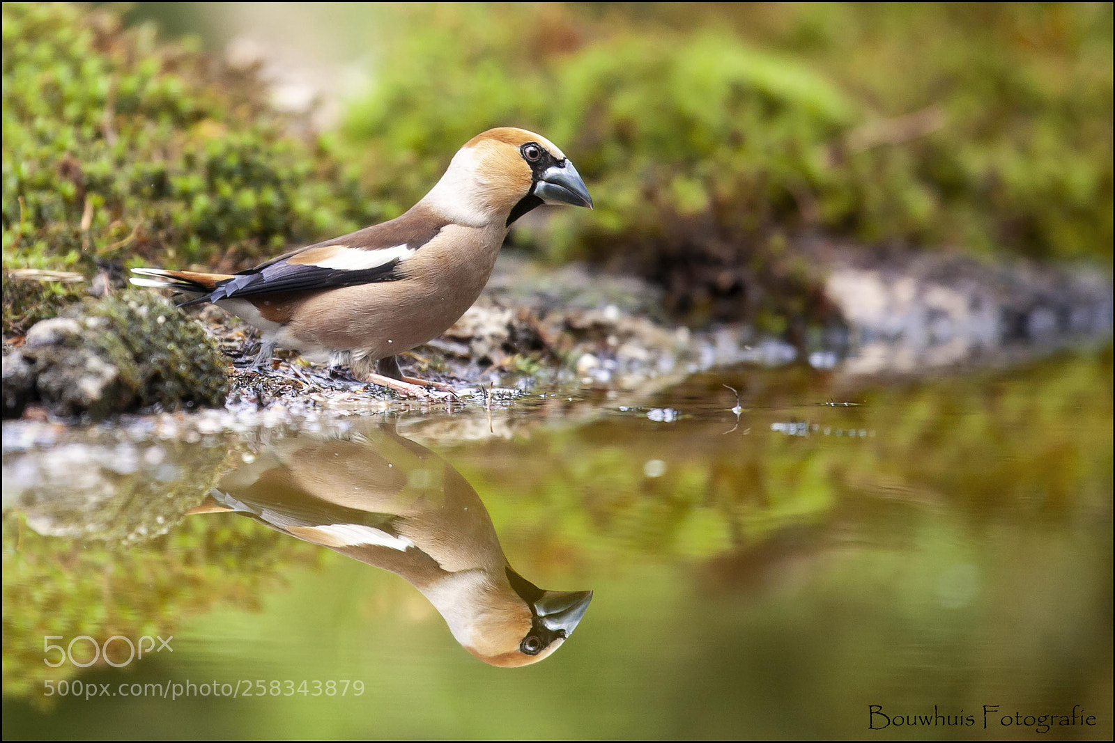 Canon EOS 5D Mark II sample photo. Hawfinch photography