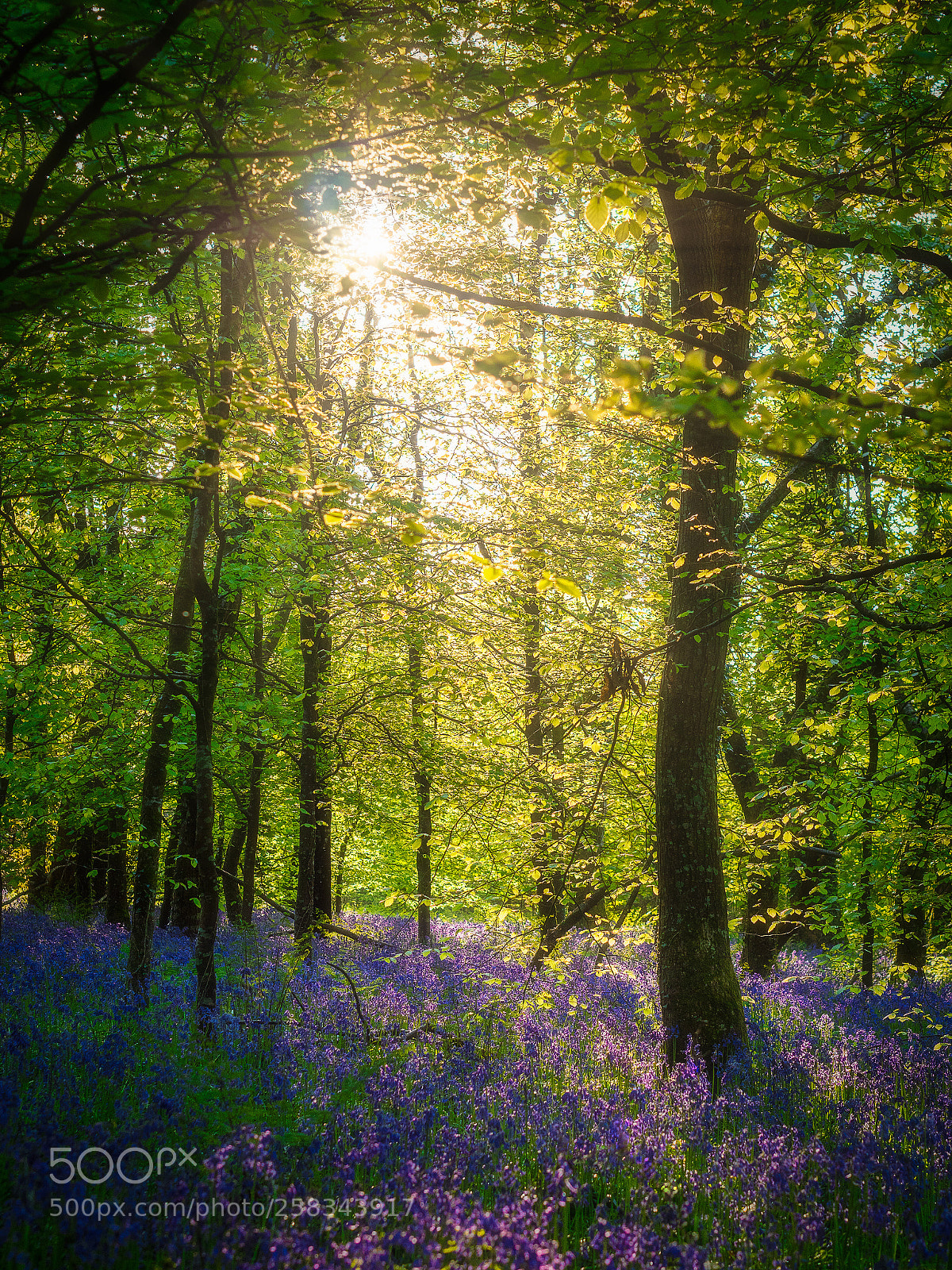 Panasonic Lumix DMC-GX8 sample photo. Bluebell woods photography