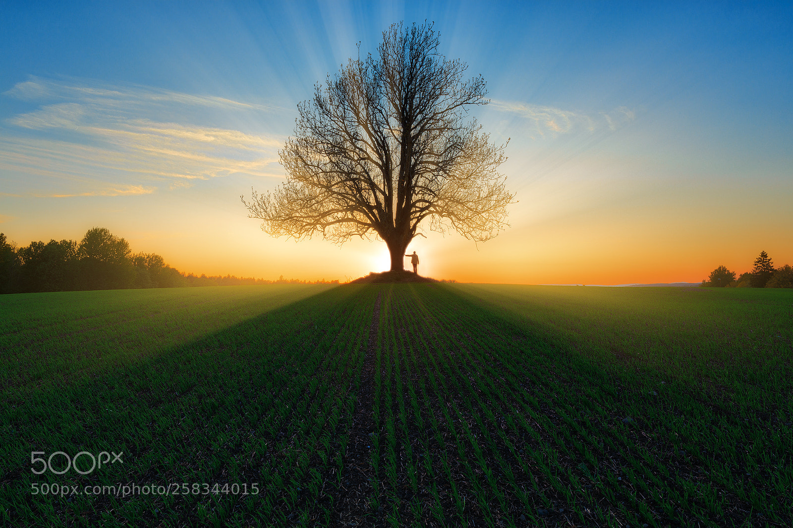 Canon EOS 6D sample photo. Old tree, wisdom itself photography