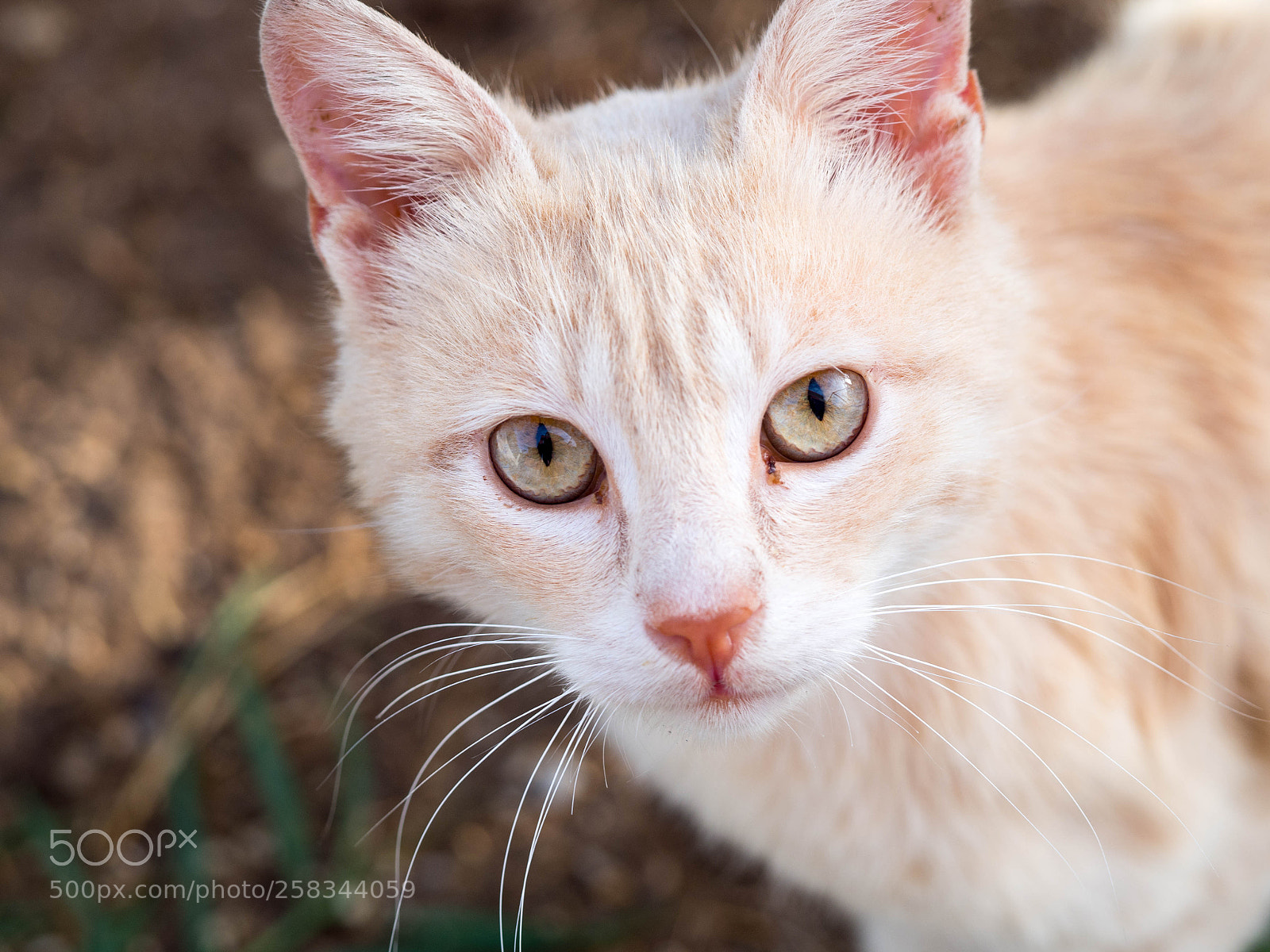 Olympus OM-D E-M10 II sample photo. Ginger cat photography