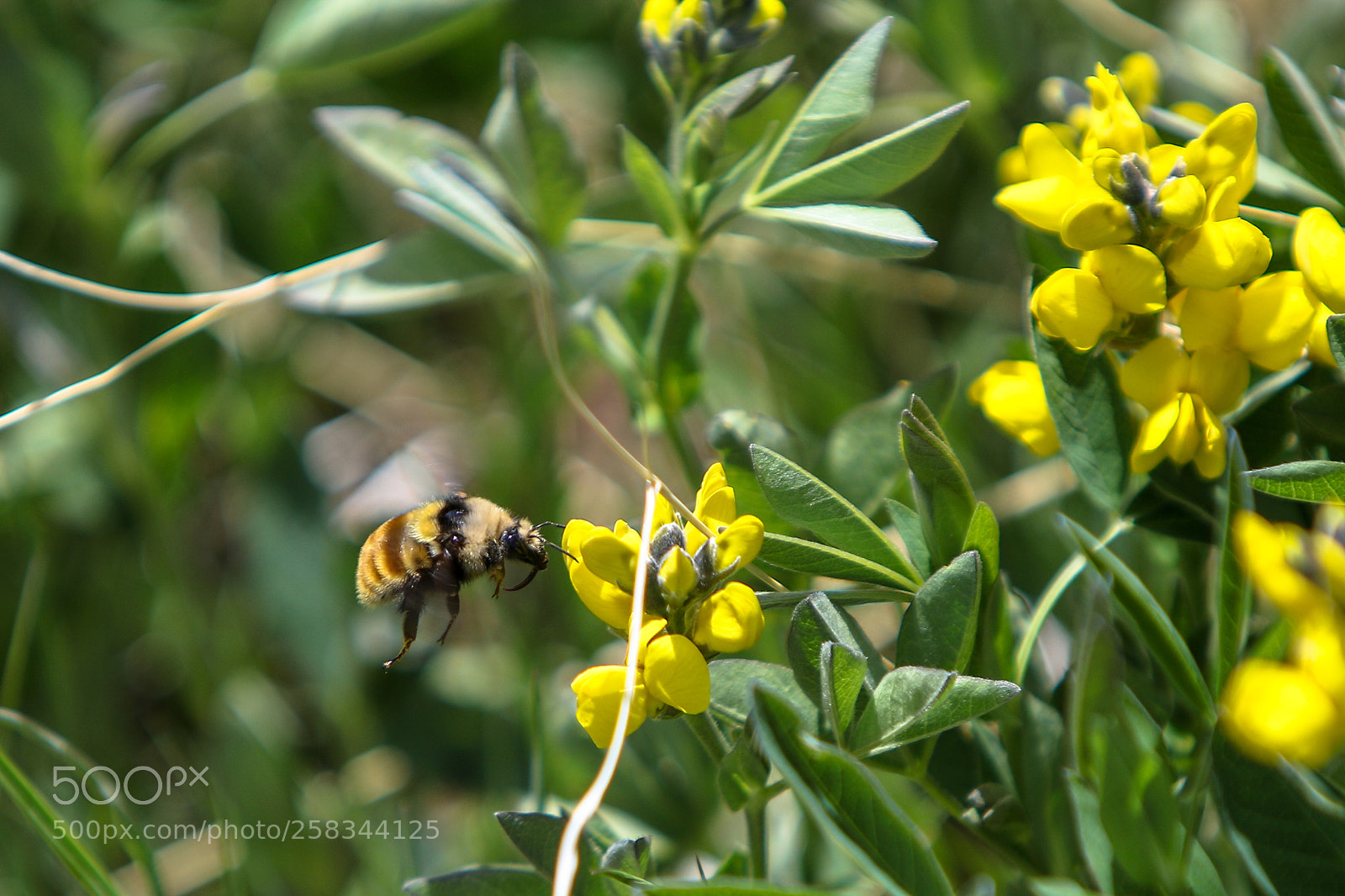 Canon EOS 7D Mark II sample photo. Ka photography