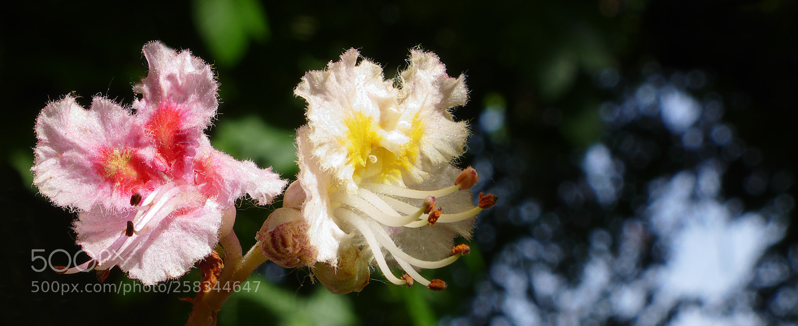 Panasonic Lumix DMC-FZ1000 sample photo. Chestnut flowers closeup photography