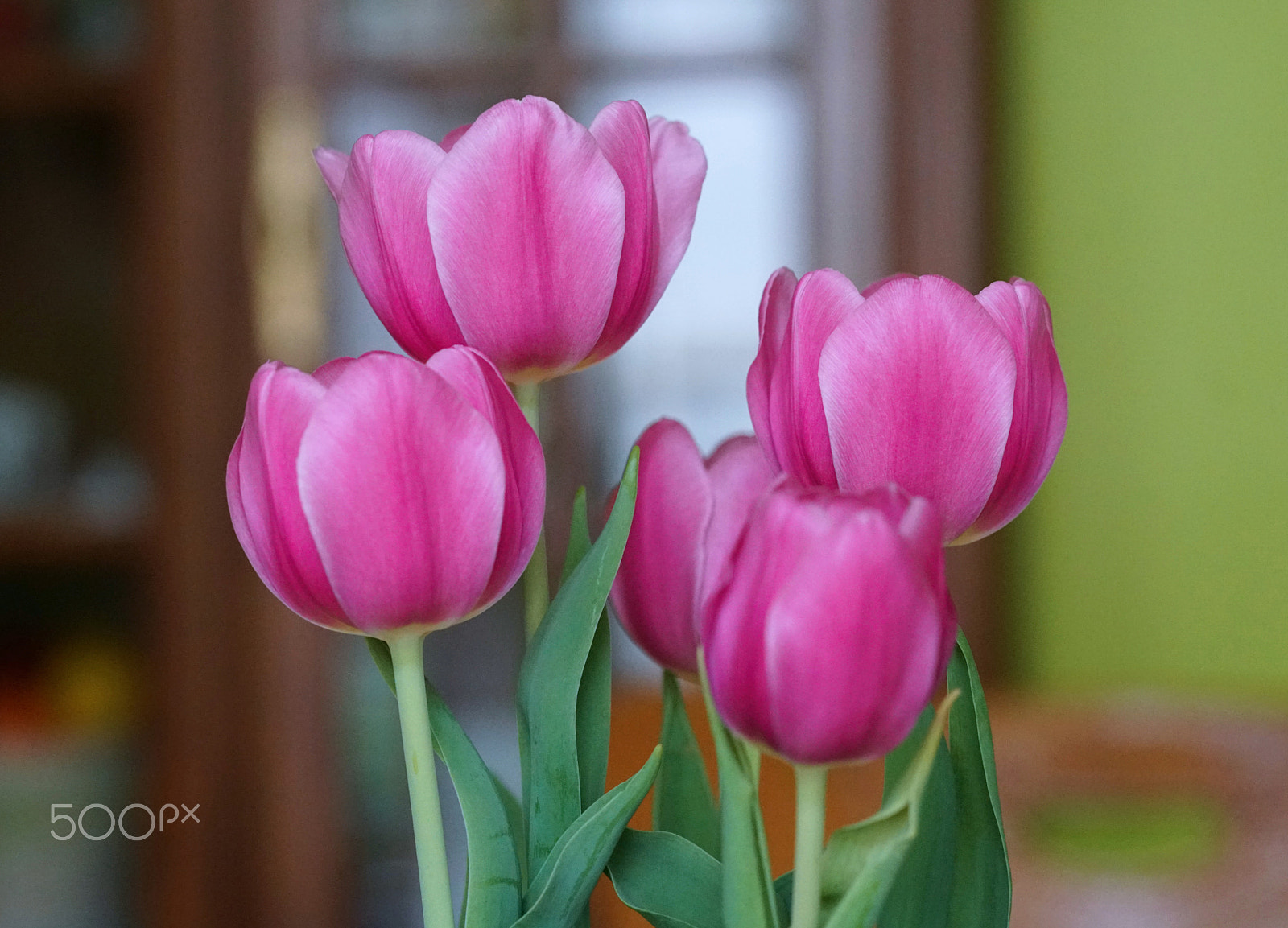 Sony a7R II + Sony FE 85mm F1.4 GM sample photo. Tulips photography