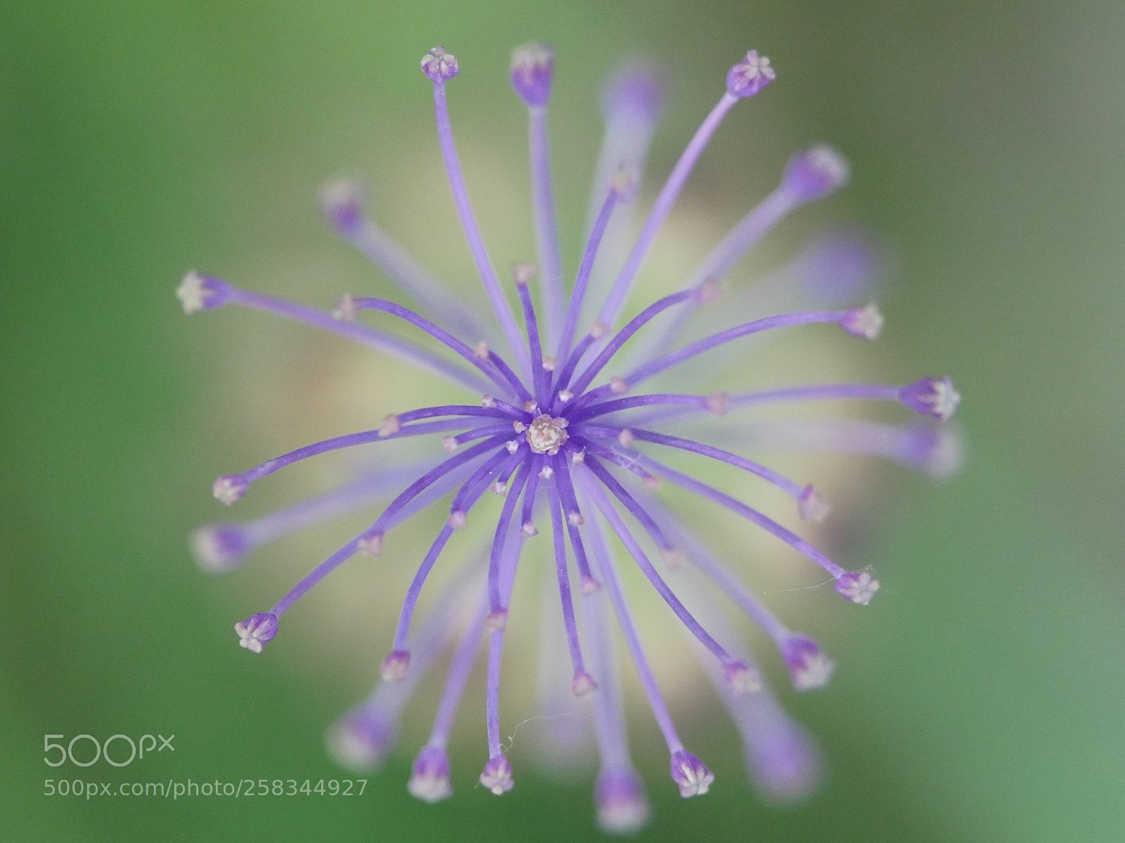Panasonic Lumix DMC-GX8 sample photo. Purple flower photography