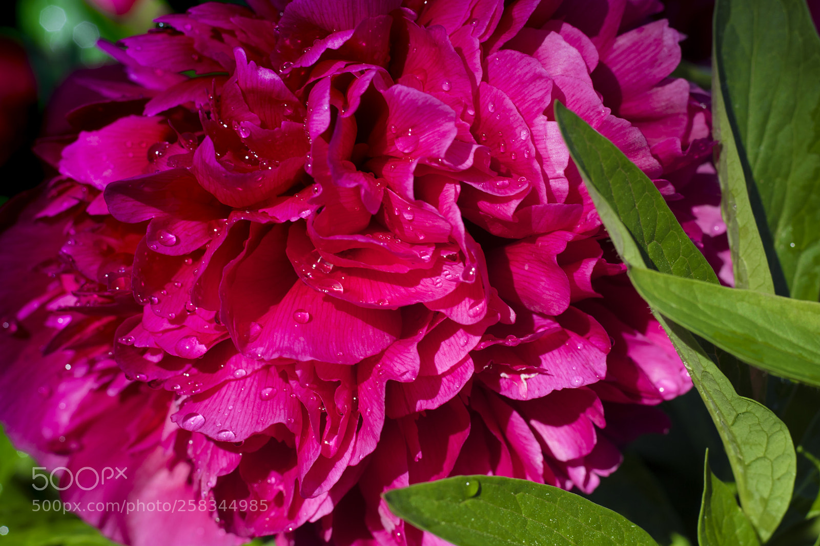 Canon EOS 750D (EOS Rebel T6i / EOS Kiss X8i) sample photo. Img photography