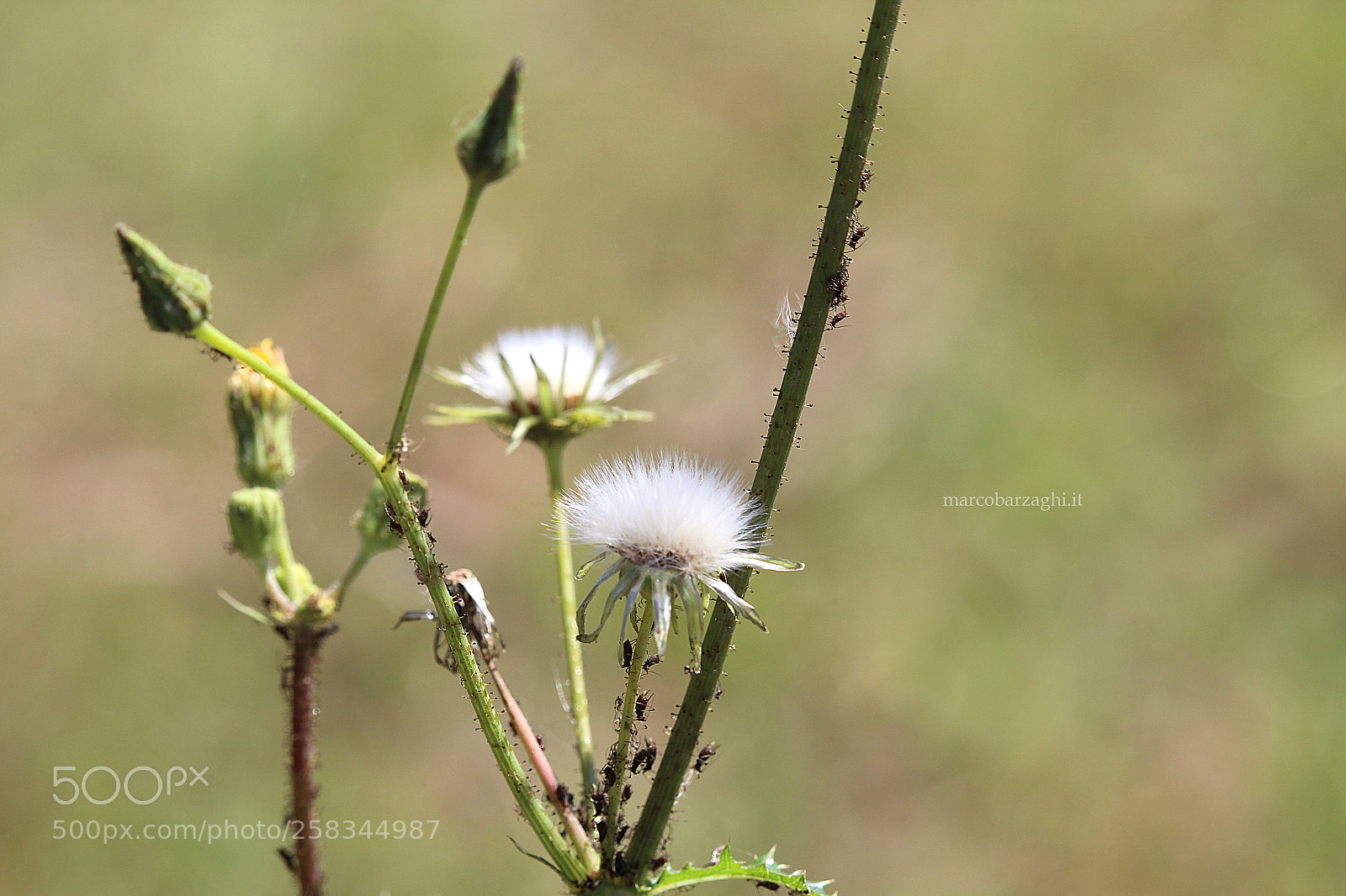 Canon EOS 600D (Rebel EOS T3i / EOS Kiss X5) sample photo. Ant attack photography