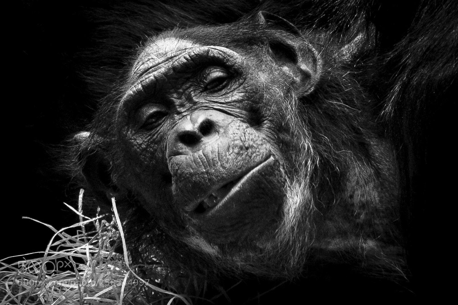 Fujifilm X-E3 sample photo. Bonobo character head photography